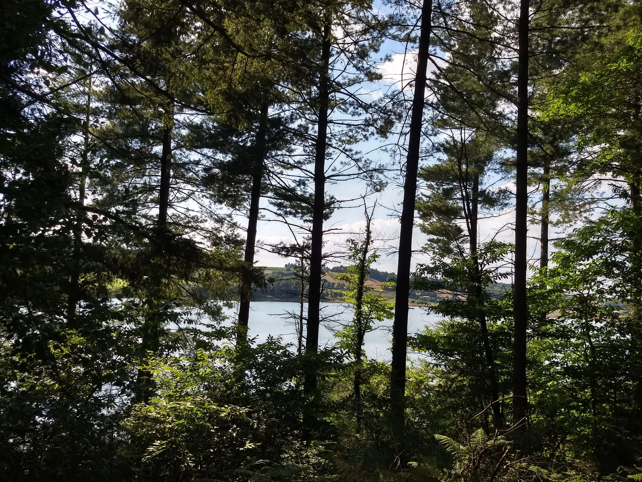 Lac du Lizon, rive droite.