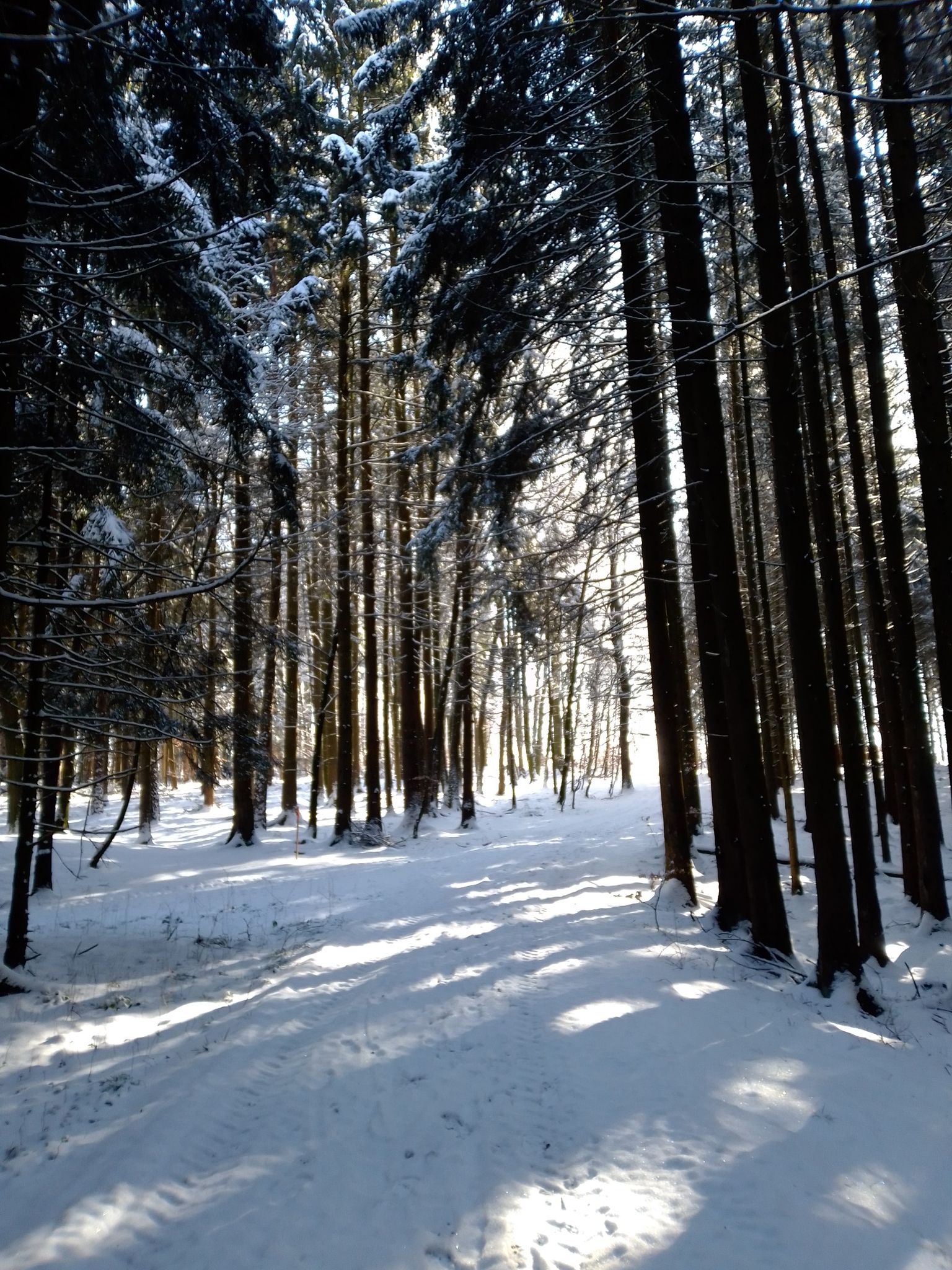 Winter Wonderland
