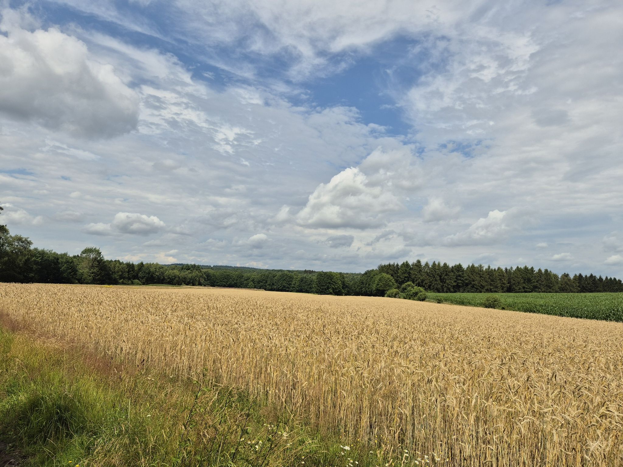 irgendwo am Wegesrand bei Schwindebeck!