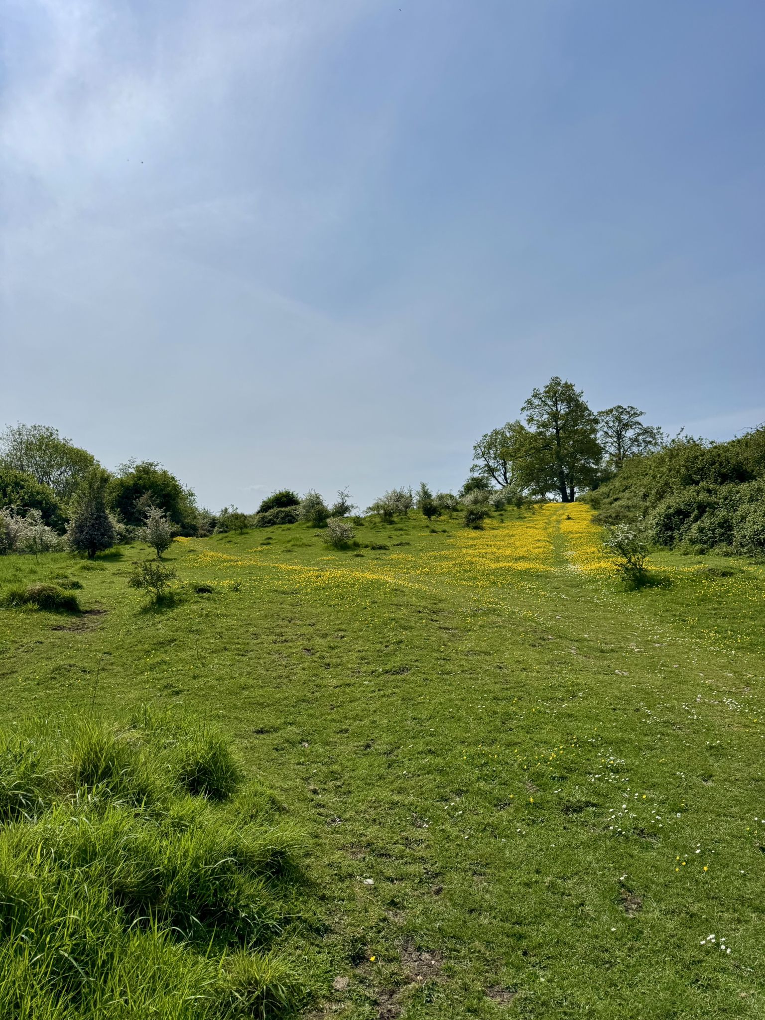 Buttercup Path to Clark's Hill