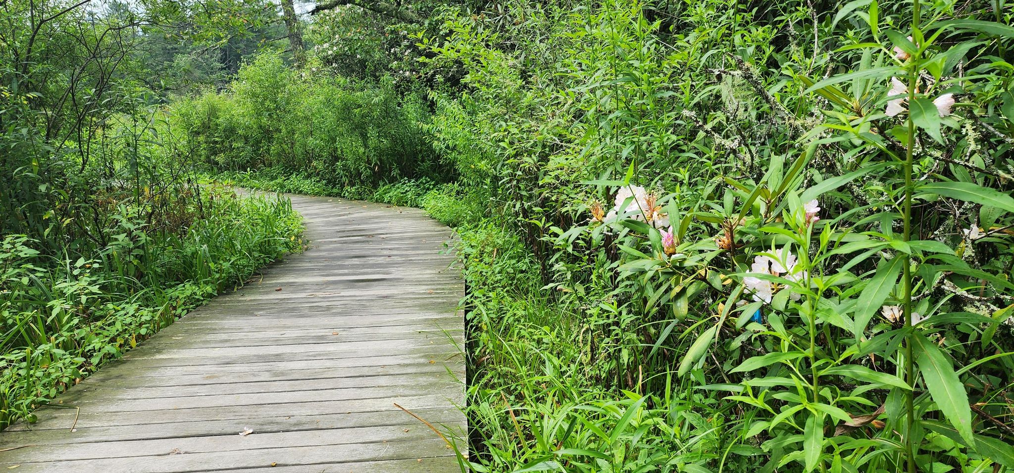 A wooden boardwalk curves through vibrant green foliage under bright natural light. - Harris Lake – Ravenel Lake loop from Highlands