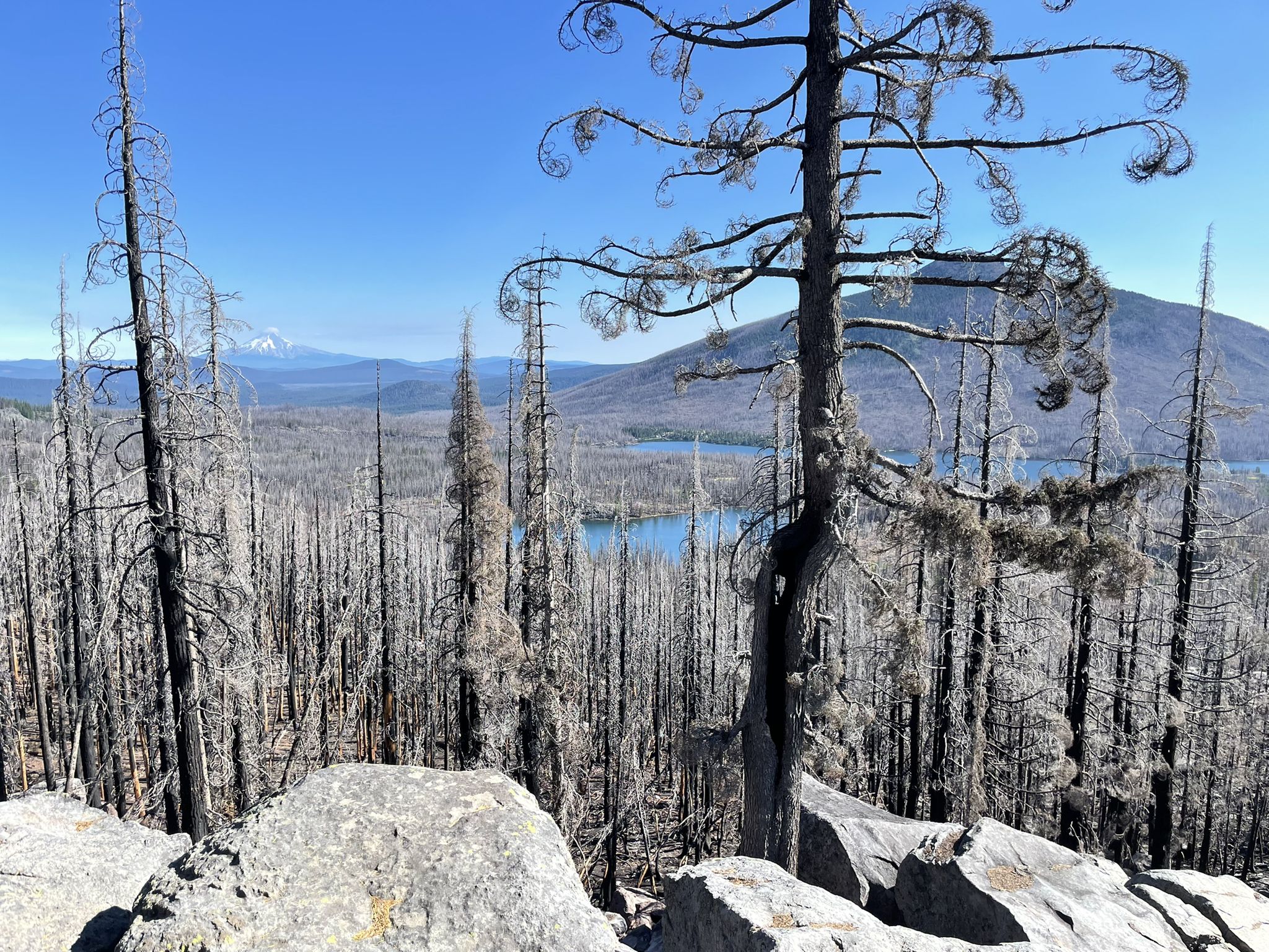Dead, burnt trees on a rocky slope overlooking a lake under clear sky. - Pacific Crest Trail to Double Peaks
