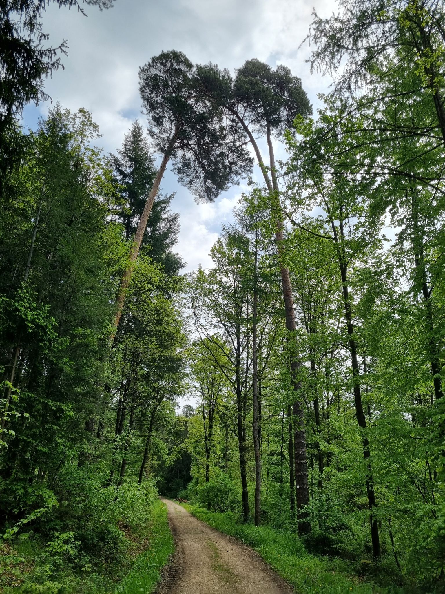 Lieblings🌳 💚💚