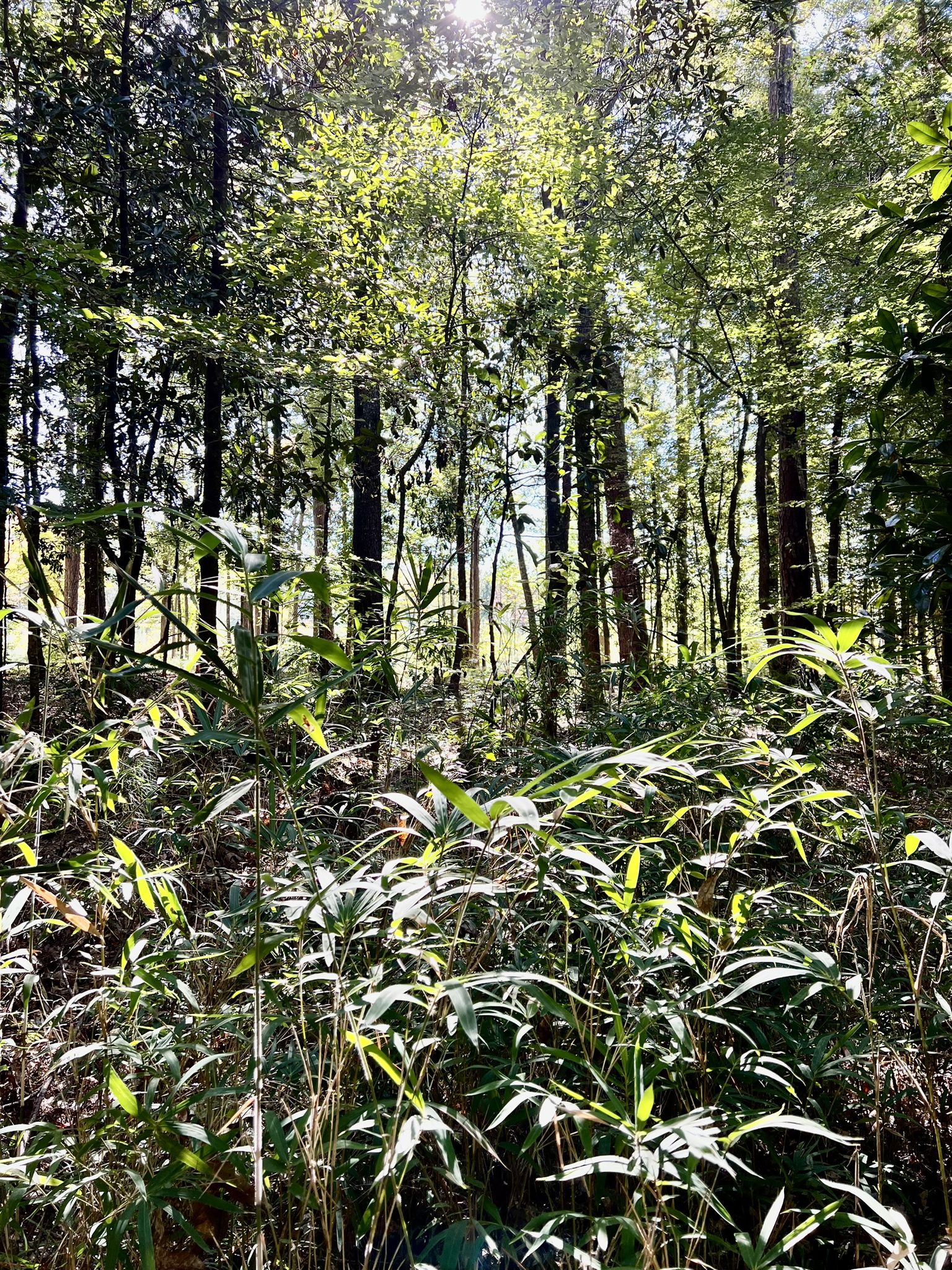 Bright green undergrowth in a sun-drenched forest with tall trees in the background. - Bartram National Recreational Trail