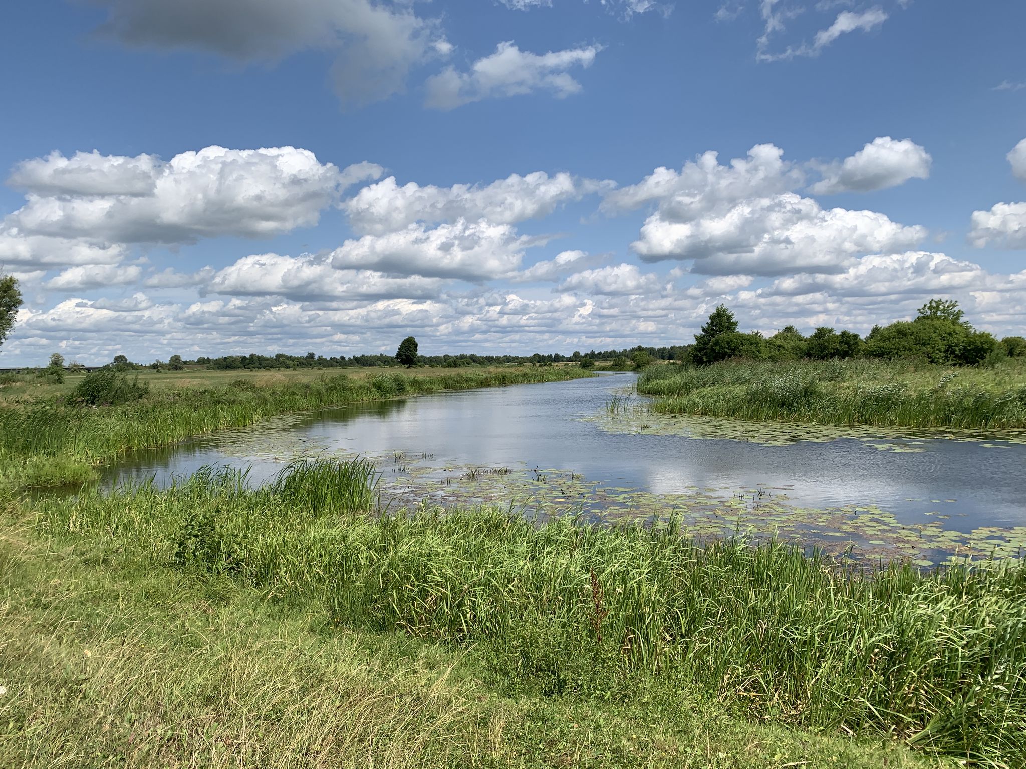 Die Narew