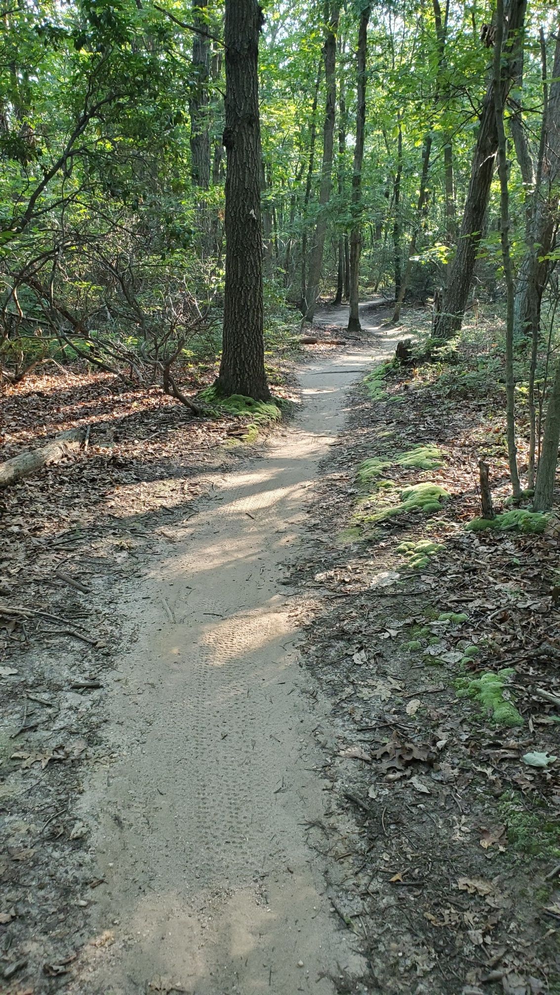 A sun-dappled dirt path winds through a dense green forest. - Blue Trail – Stillwell Entrance Sign loop from Woodbury