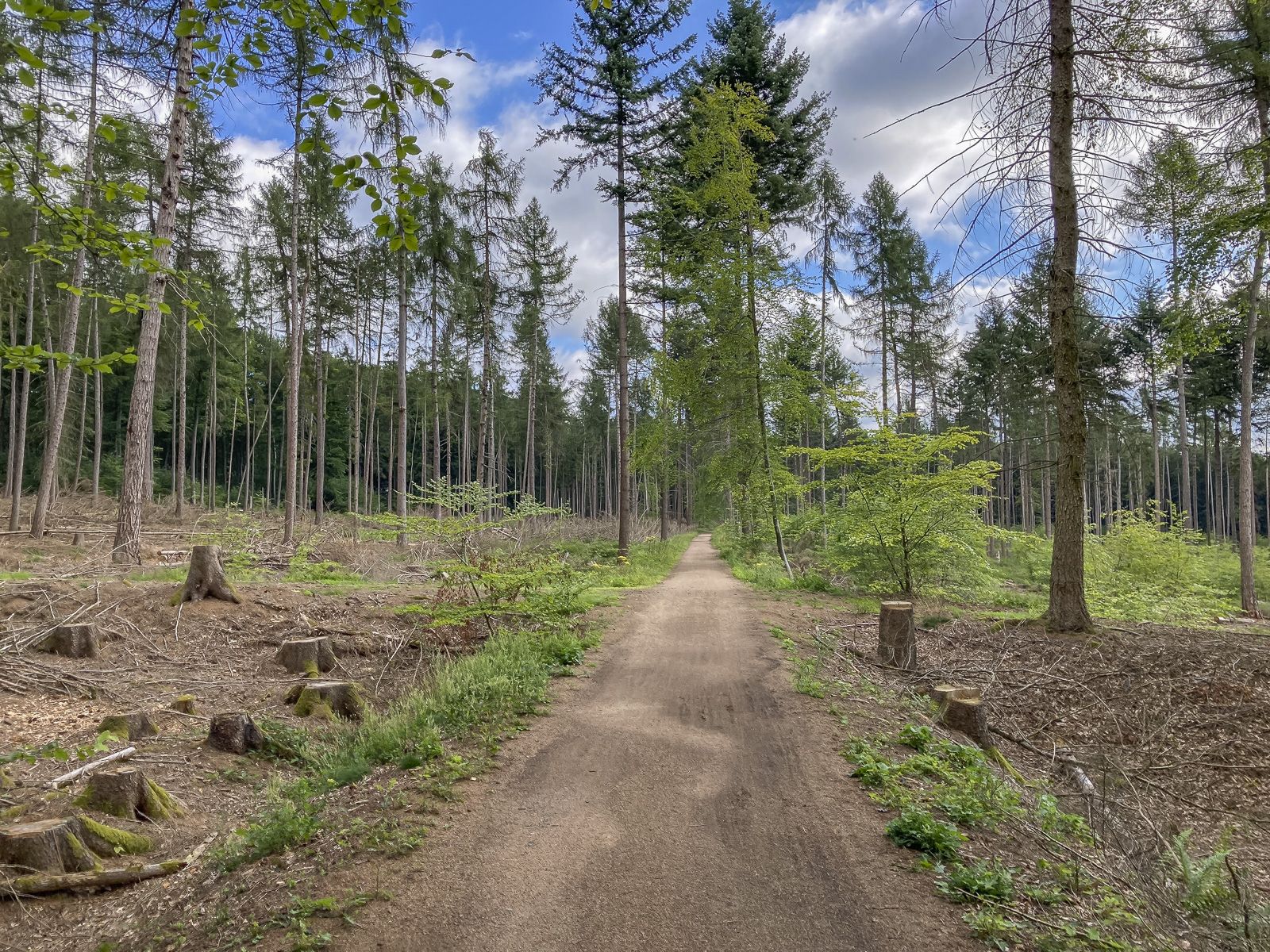 Löchriger Wald an der Trasse