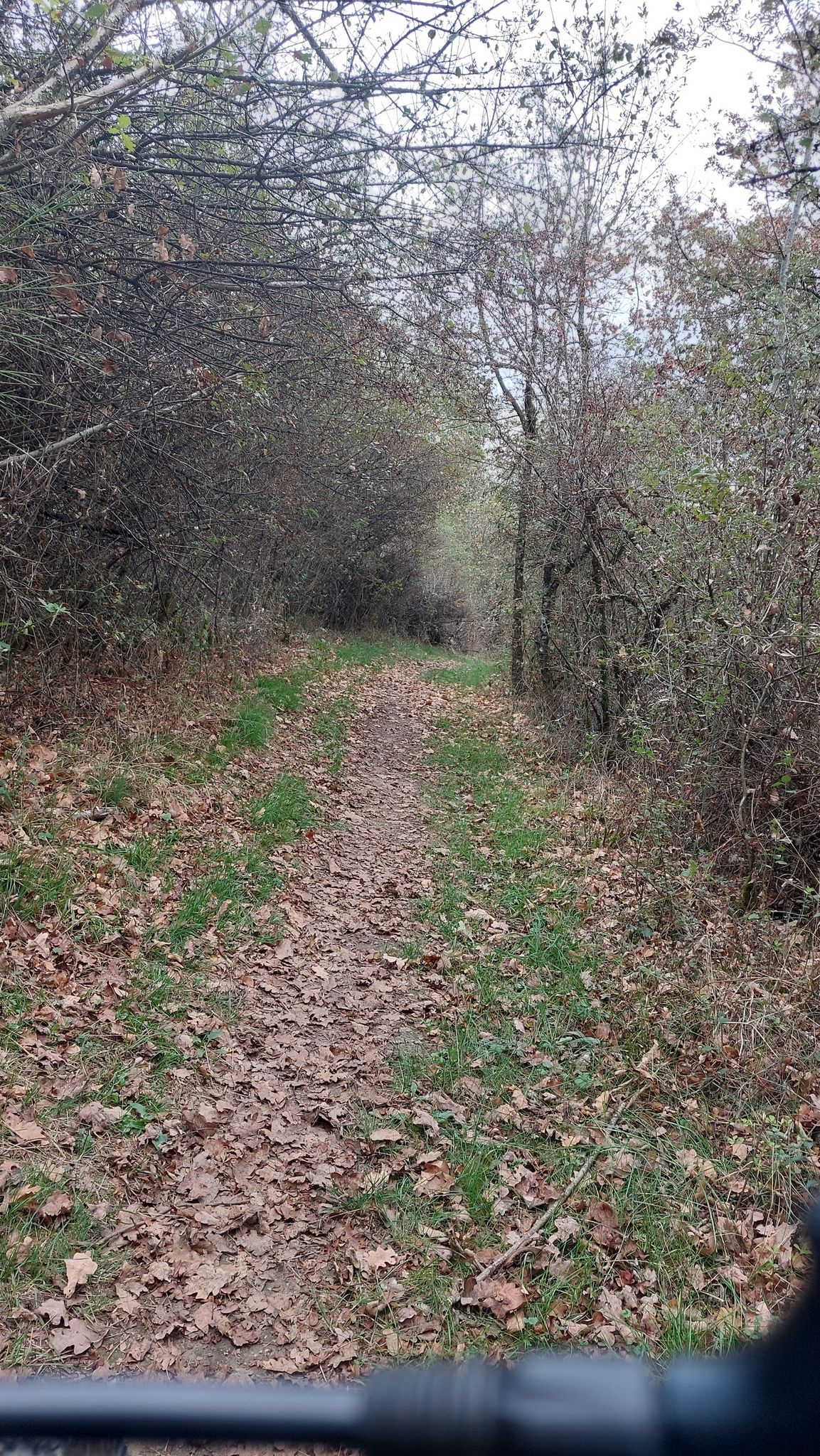 petit chemin boisé