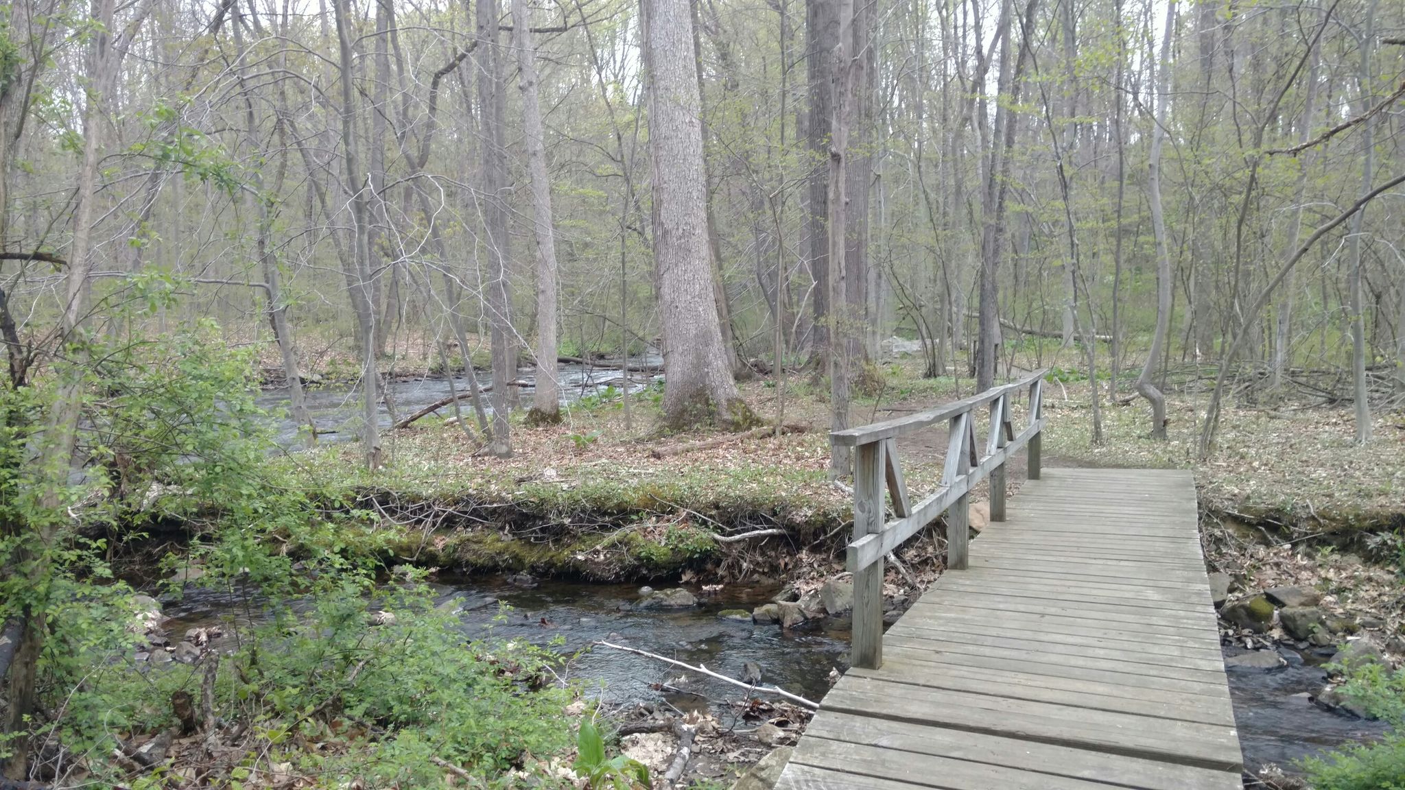 A wooden footbridge crosses a small stream in a light green, tranquil forest. - Hiking loop from Parker Road Preserve