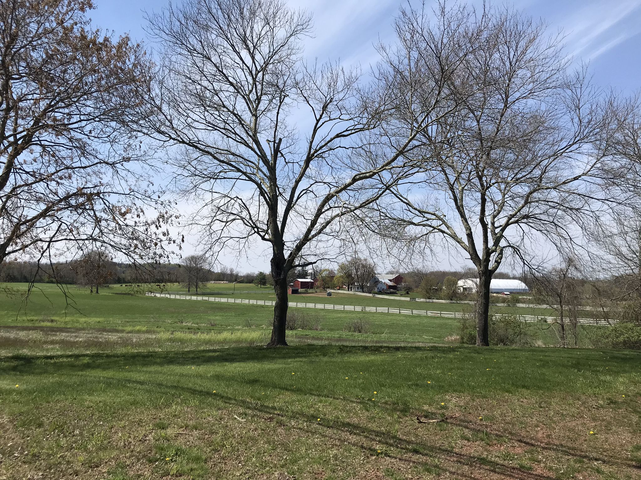 Bare trees stand in a wide green field with distant buildings under a bright sky. - Hopewell – Hopewell Quarry Swim Club loop from Hopewell