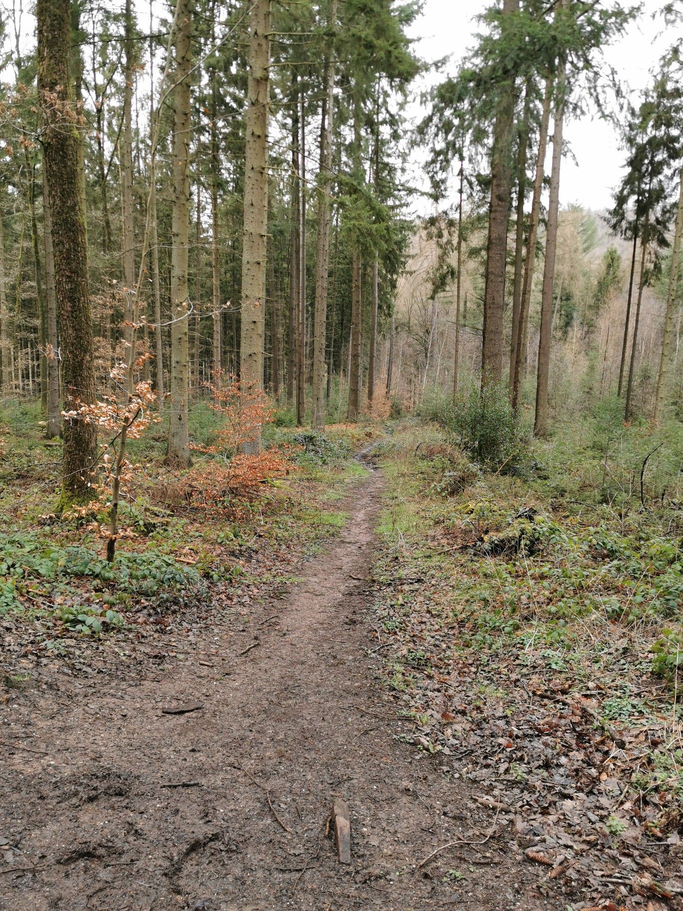 Kurzer knackiger wurzeltrail
Teil der knapp 2 km tollen Abfahrt 😁
