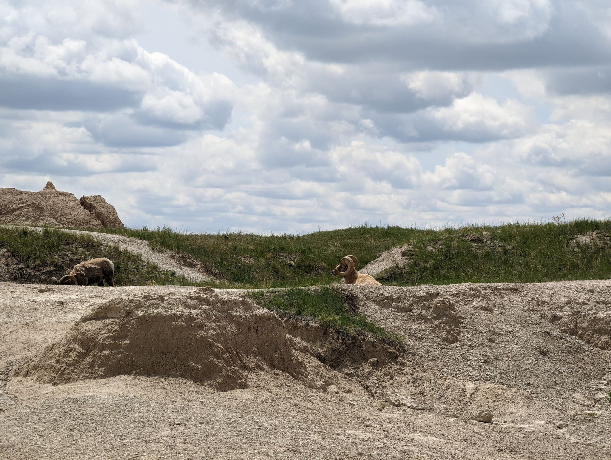 Two bighorn sheep rest on grassy hills under a cloudy sky. - Fossil Exhibit Trail