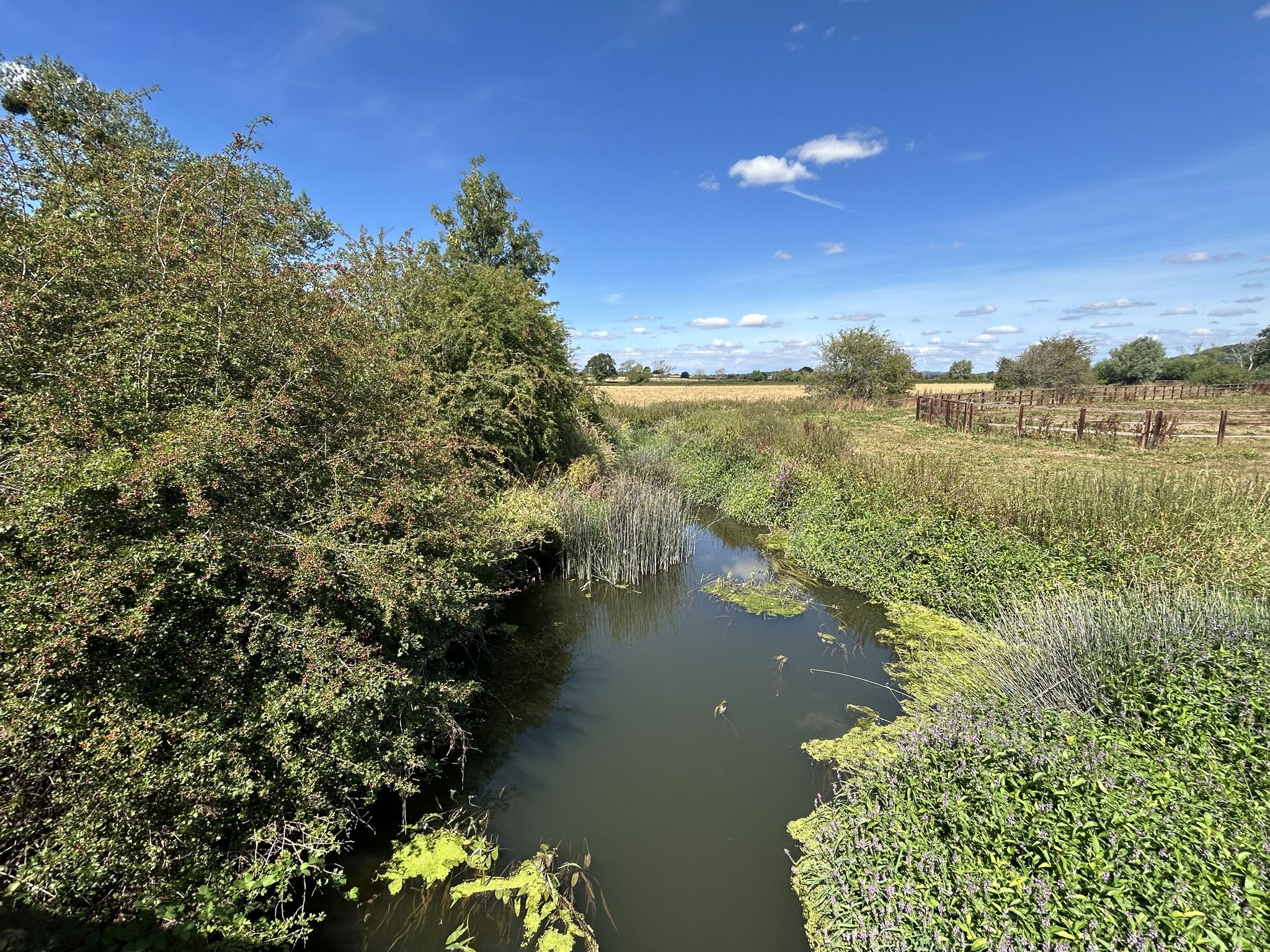 Much diminished River Leaden from Wedderburn bridge.