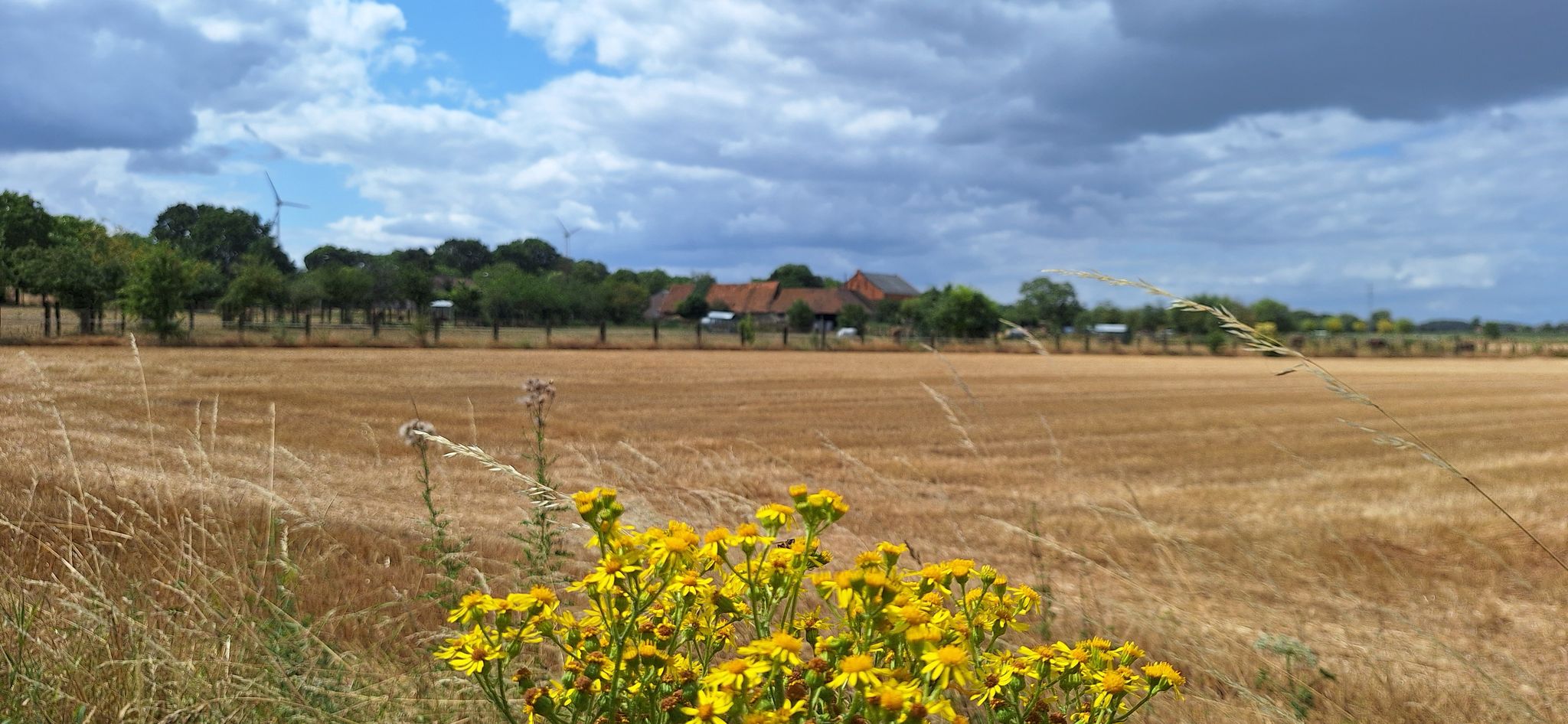 hagelands landschap