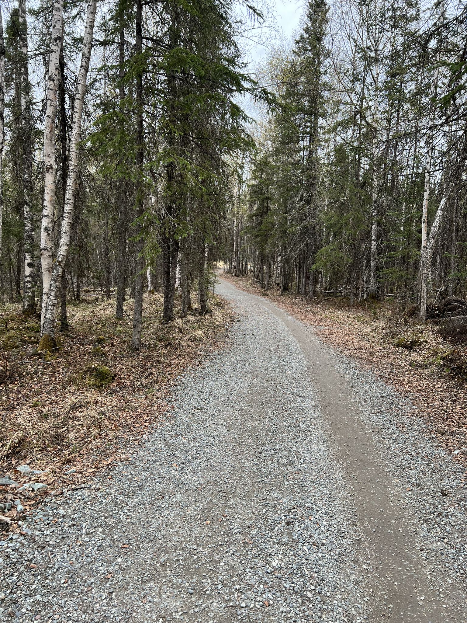 Gravel path winding through a dense forest under an overcast sky. - Gasline Trail – Abbott Multi-Use Trail loop from Sahalee Homeowner's Association