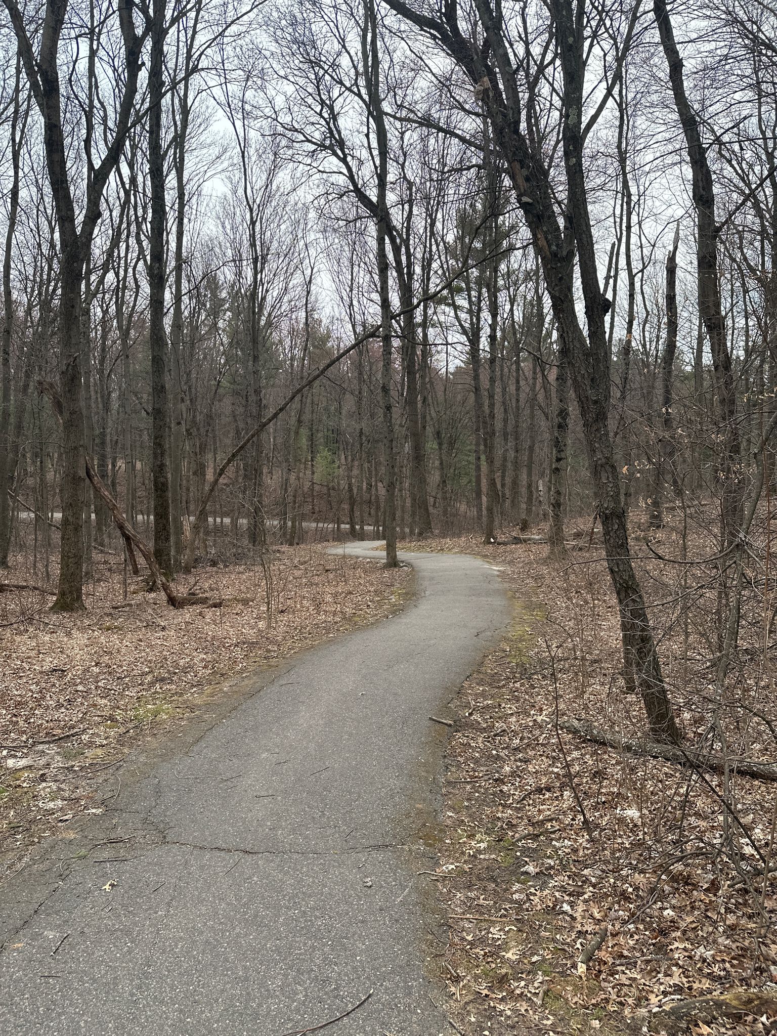A winding paved path through a bare forest under an overcast sky. - Echo Rock Trail