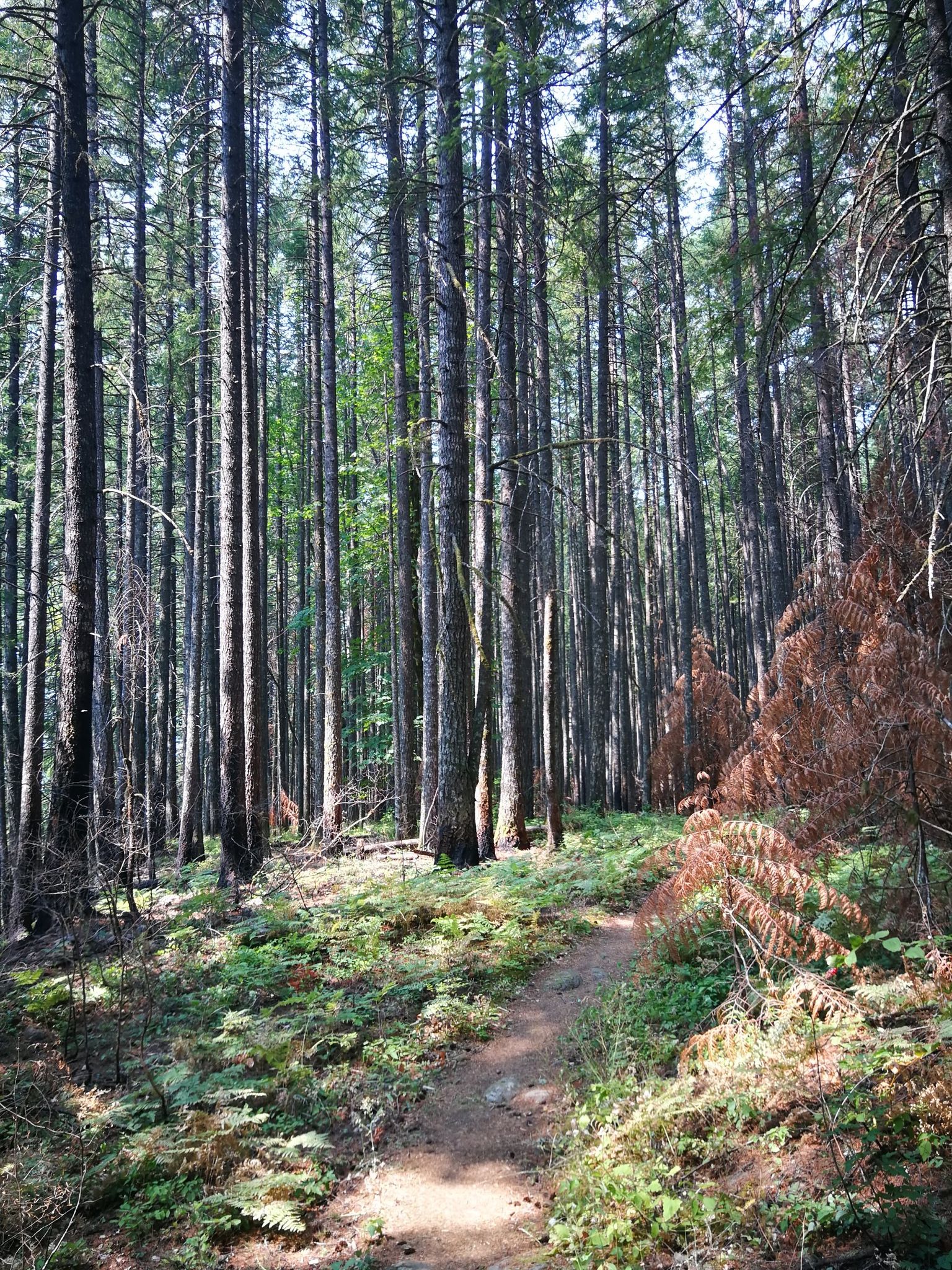 Sunlit forest path winding through tall trees and green ferns. - Herman Creek Trail