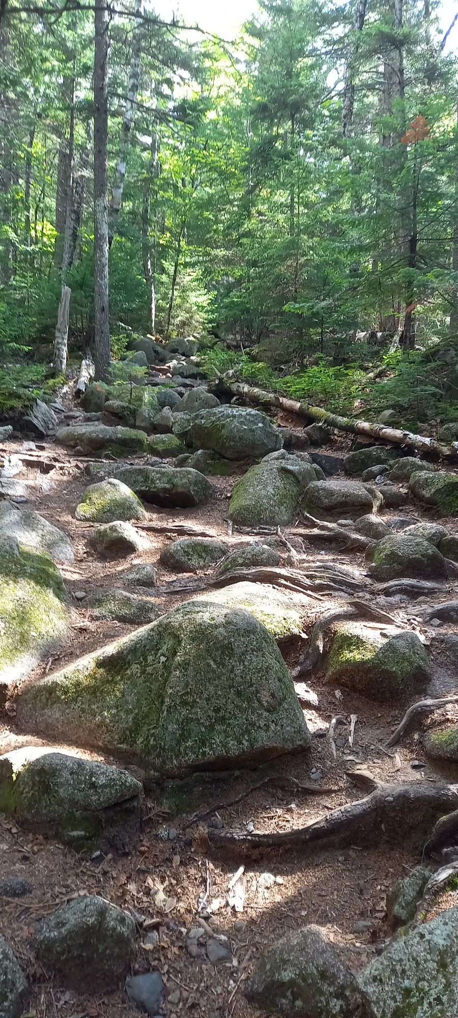 Sunlit forest path covered in rocks and tree roots, leading uphill. - Katahdin Falls via Hunt Trail