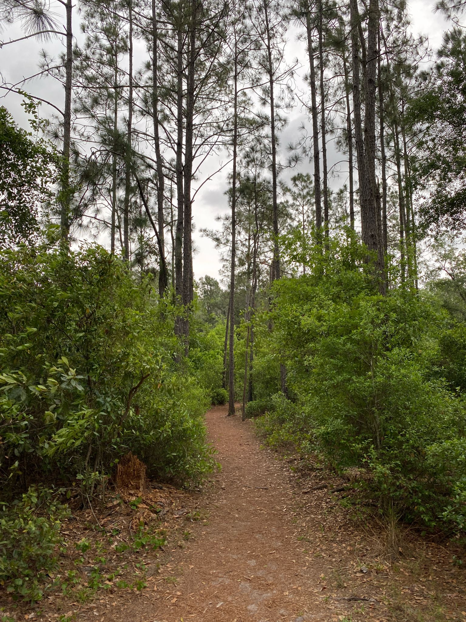 A dirt path winds through a dense pine forest under an overcast sky. - Nature Trail and Exercise Trail loop