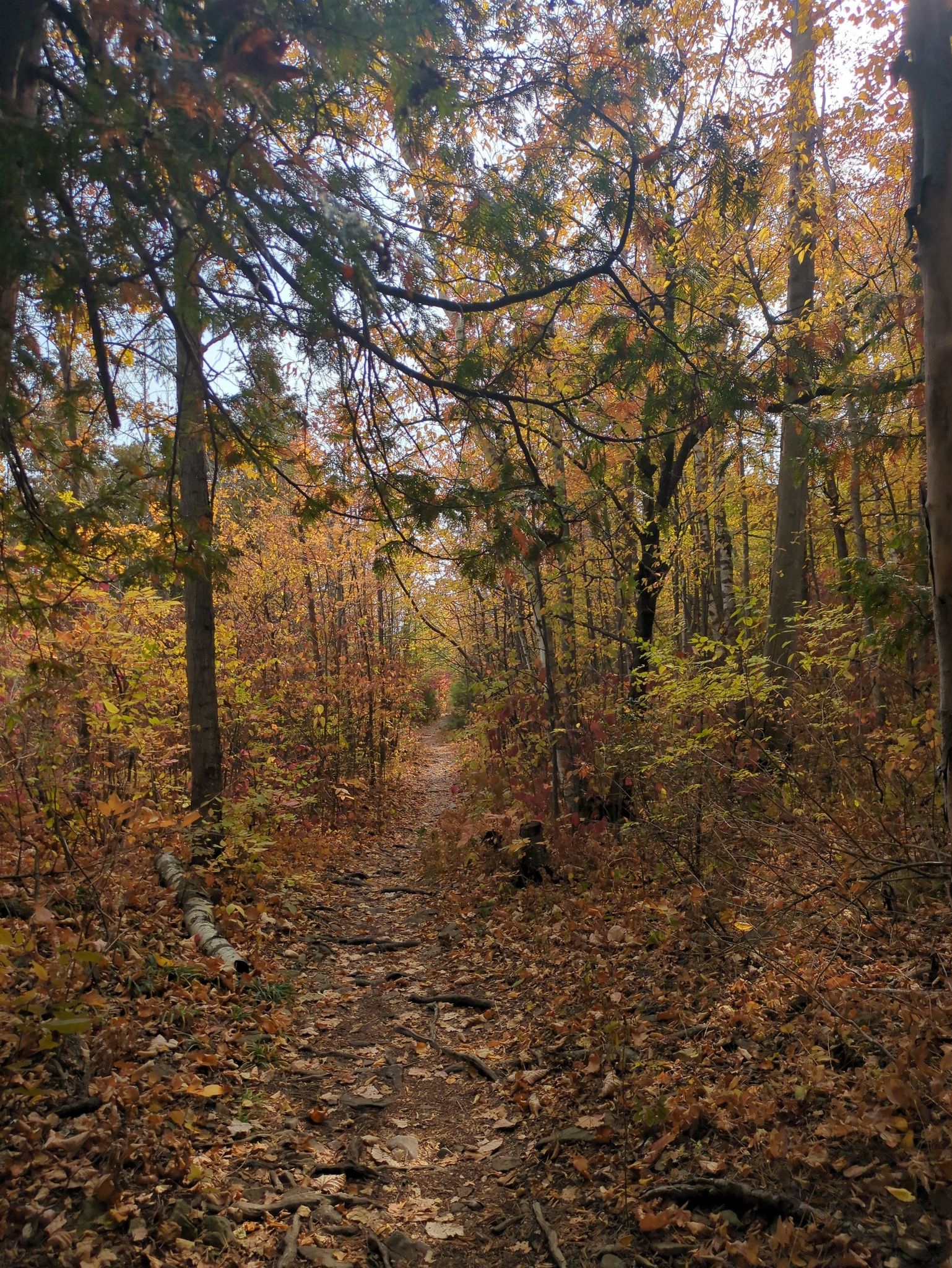 A narrow dirt path winding through a vibrant autumn forest. - Potawatomi State Park loop from Potawatomi State Park