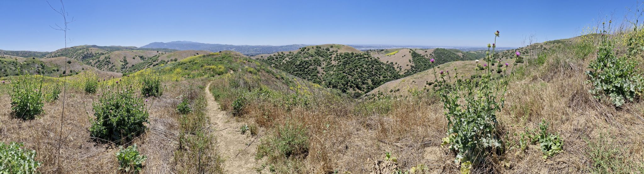 Panoramic view of rolling green and dry hills under a clear blue sky. - Gilman Peak, North Ridge, and Telegraph Canyon Loop