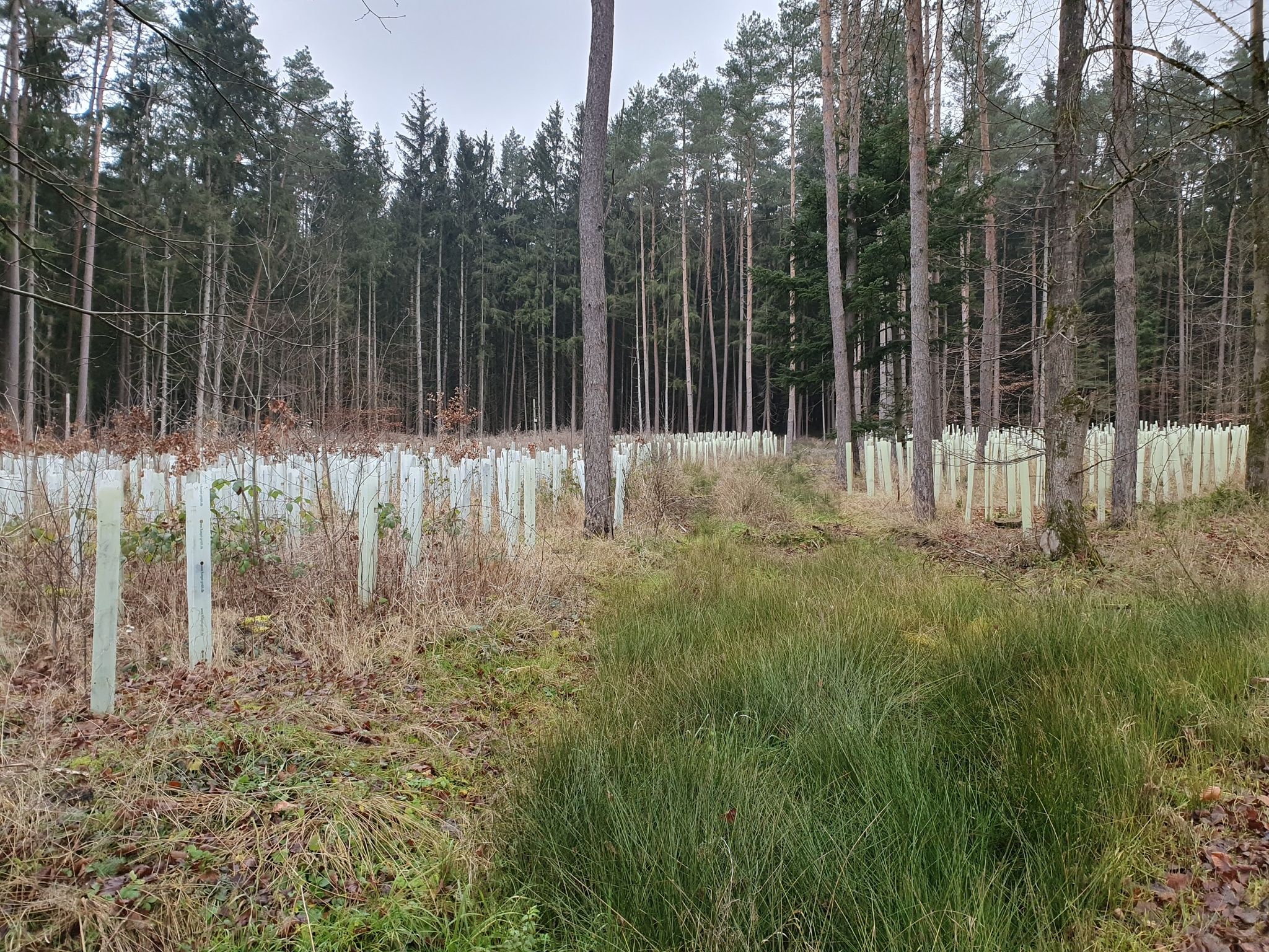 Neubürger im Wald