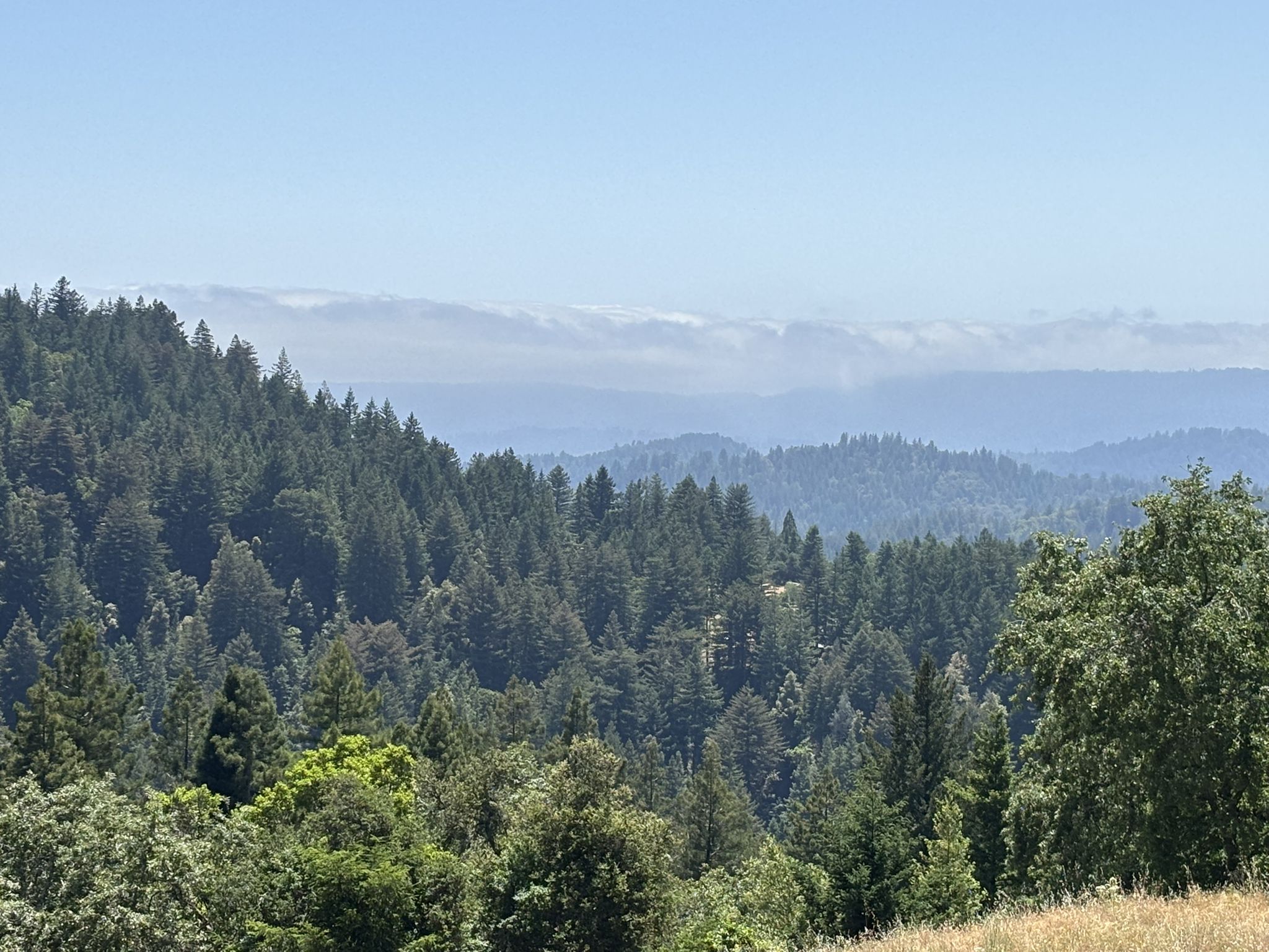 Dense green forest covers rolling hills under a clear sky with distant haze. - Summit Road