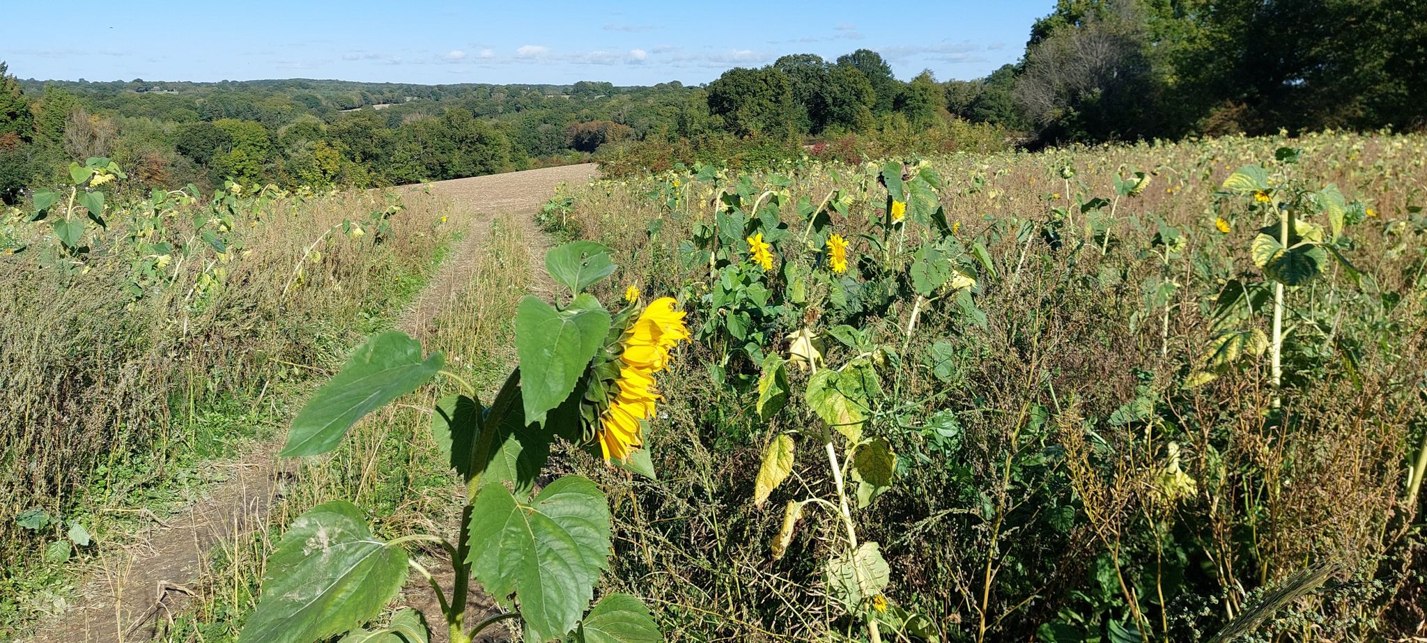 Sunflowers