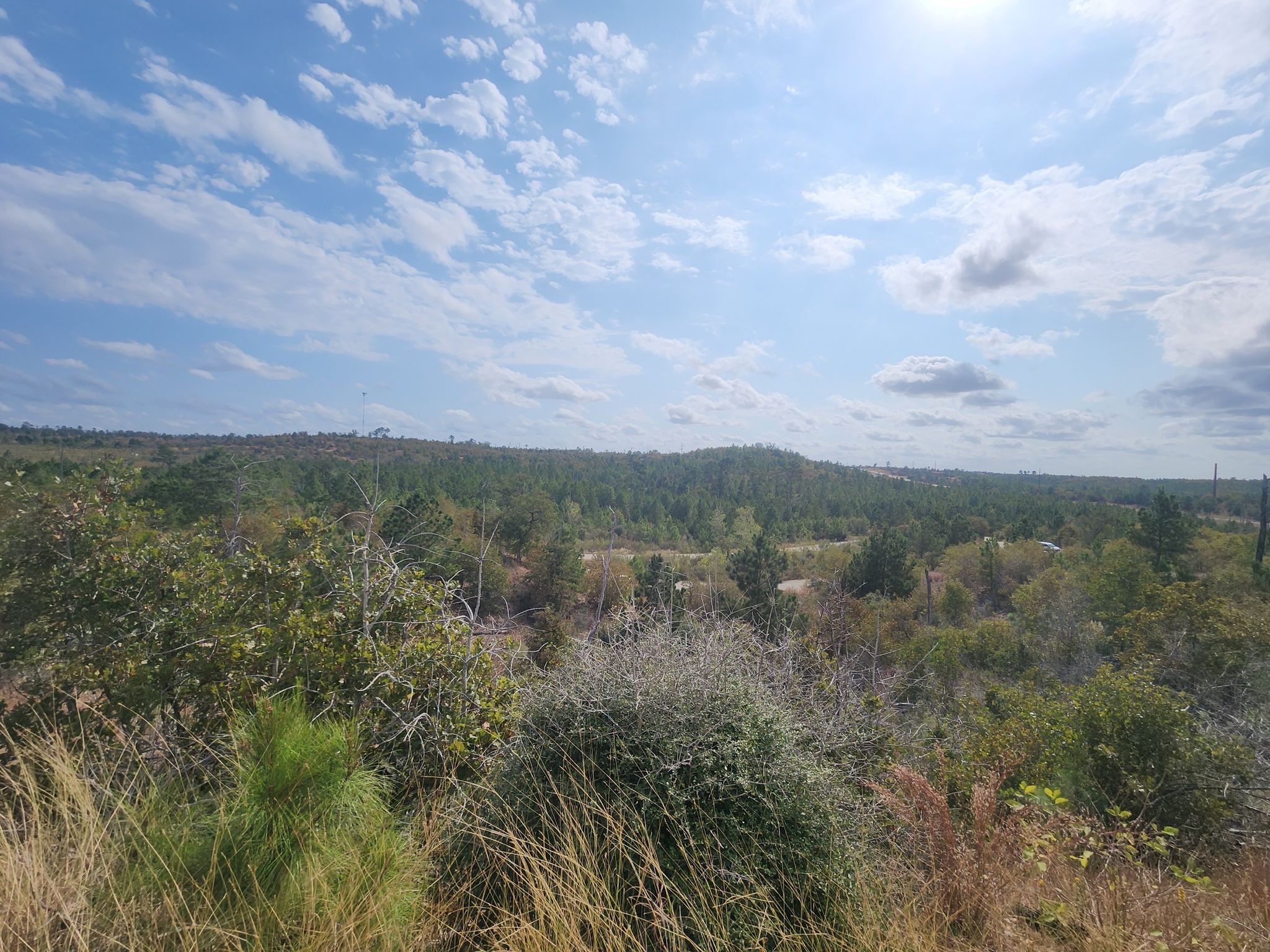 Sunny panoramic view of a vast green forest under a partly cloudy sky. - Bastrop State Park loop from Refectory
