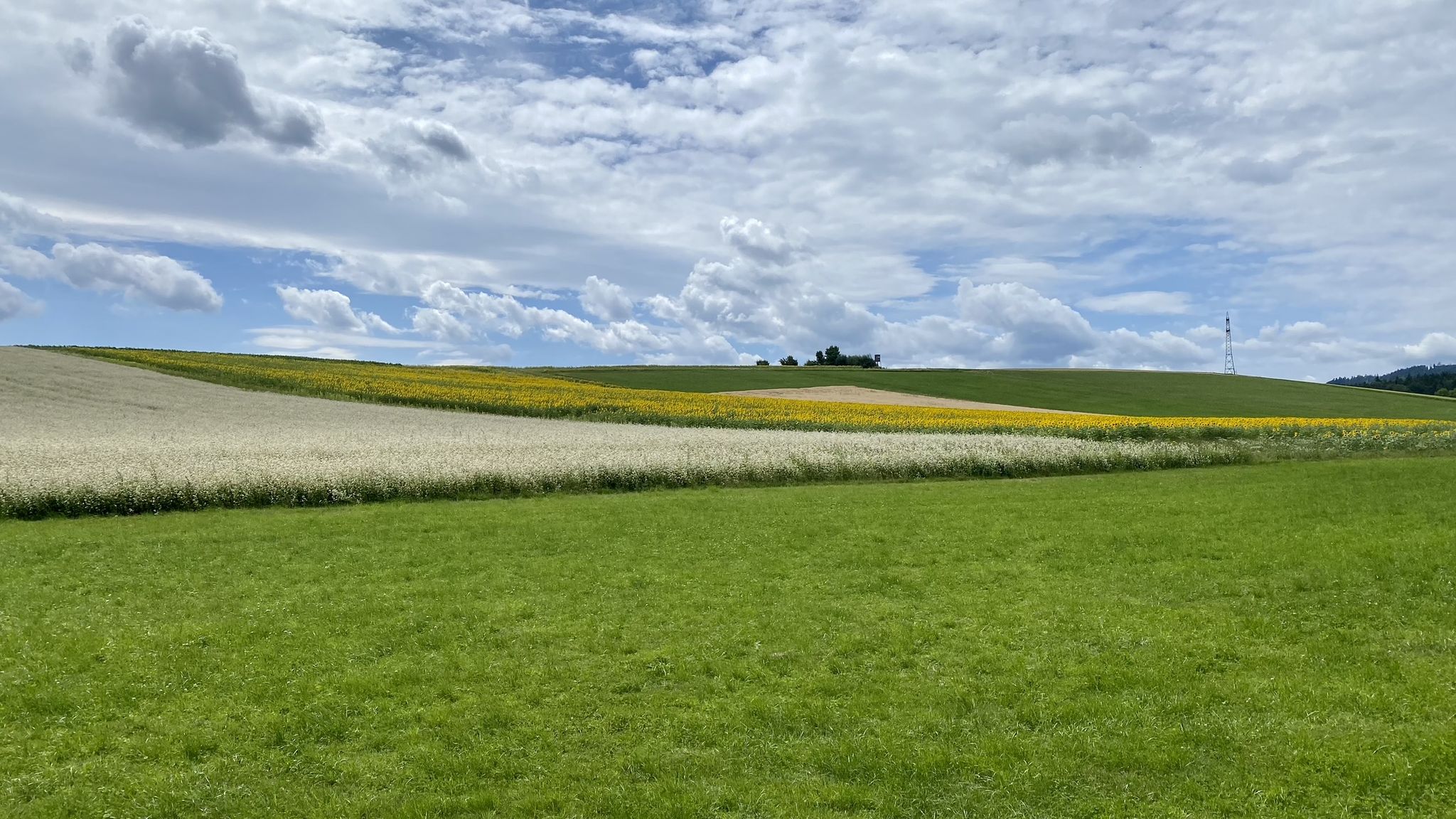 Sonnenblumen