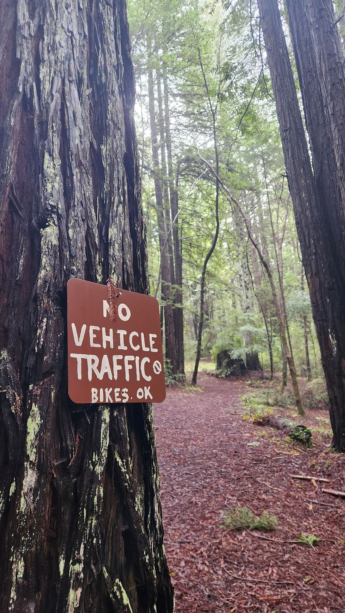 Brown 'No Vehicle Traffic, Bikes OK' sign on a tall tree in a forest. - Mendocino Woodlands Observatory Loop