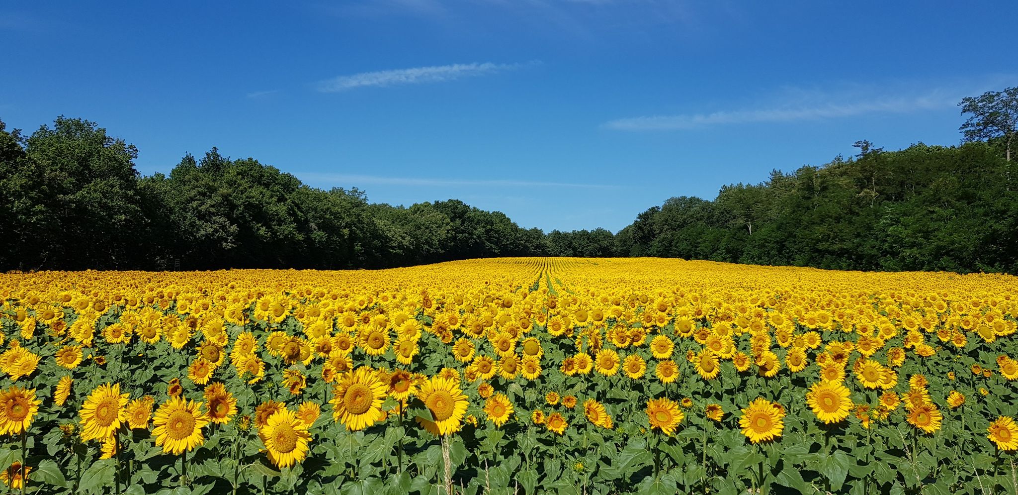 champ de tournesol en fleur