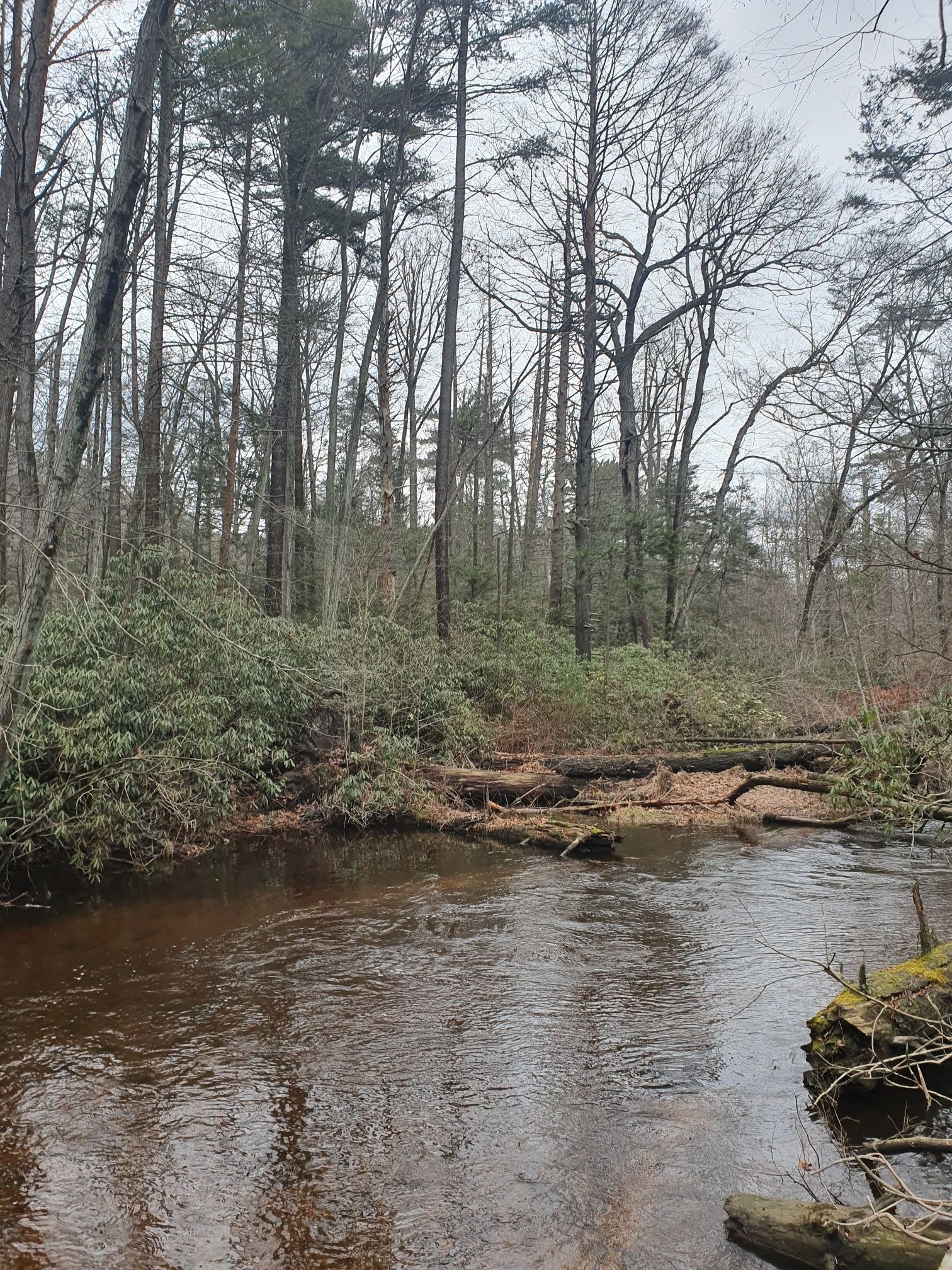 A river flows through a dense forest with tall trees and fallen logs. - Ramble Trail