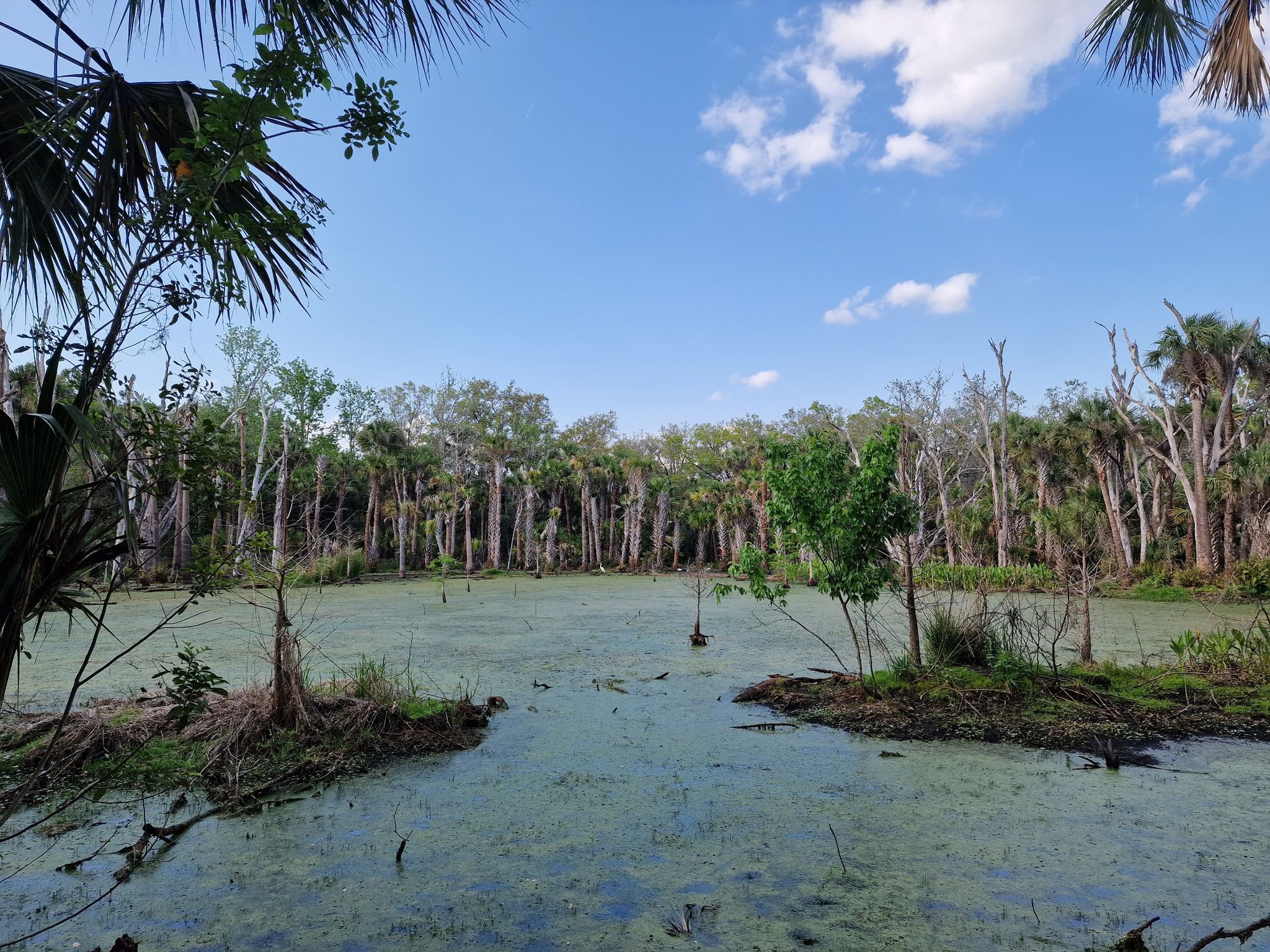 A lush green swamp with dense trees under a bright blue sky. - Lake Jesup Observation Platform Trail