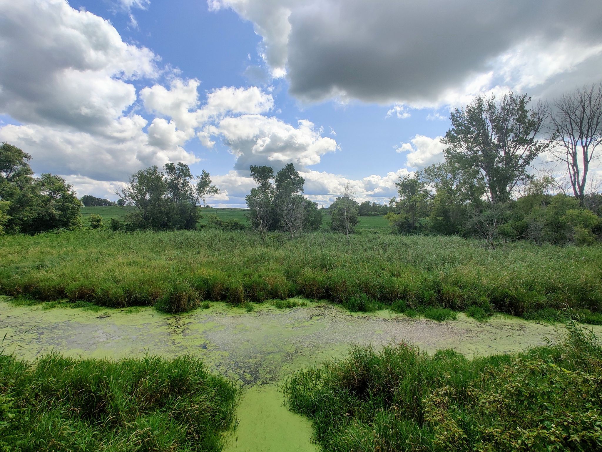 Green algae-covered water in a marshy field under a cloudy sky. - Elysian trail access point – View of Lake Elysian loop from Elysian