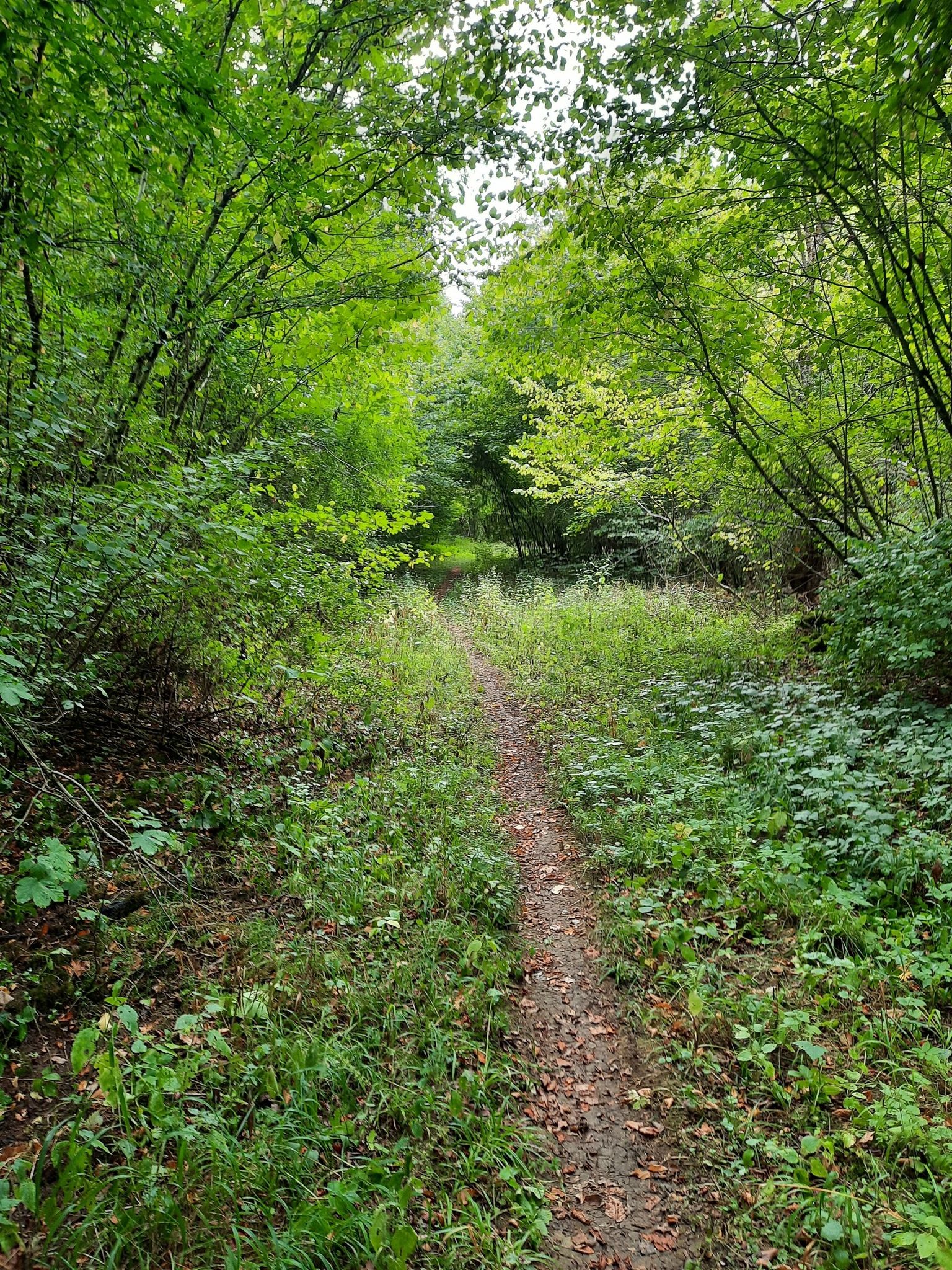 Attention aux arbres sur la piste