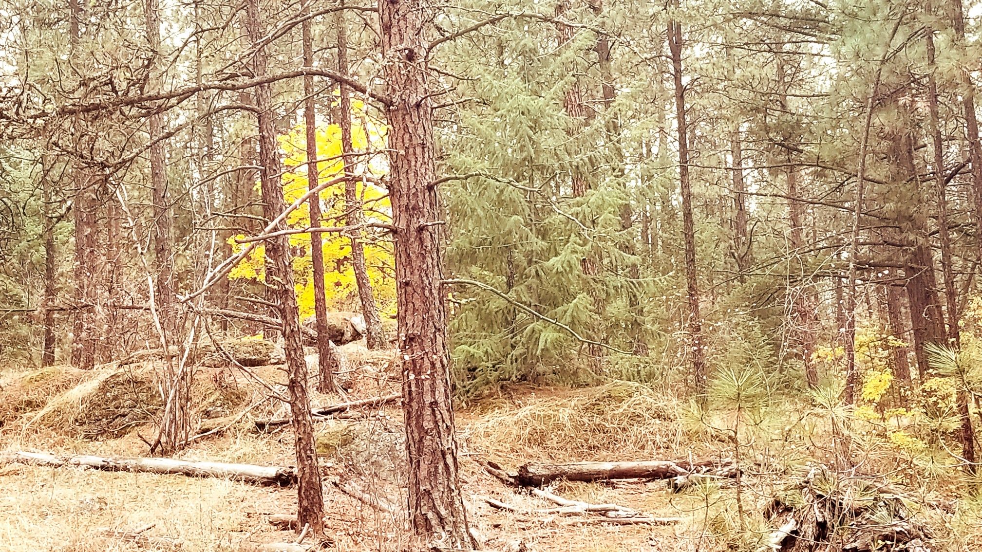 Dense forest with tall pine trees and a vibrant patch of yellow foliage. - Pinecliff and Goldback Loop