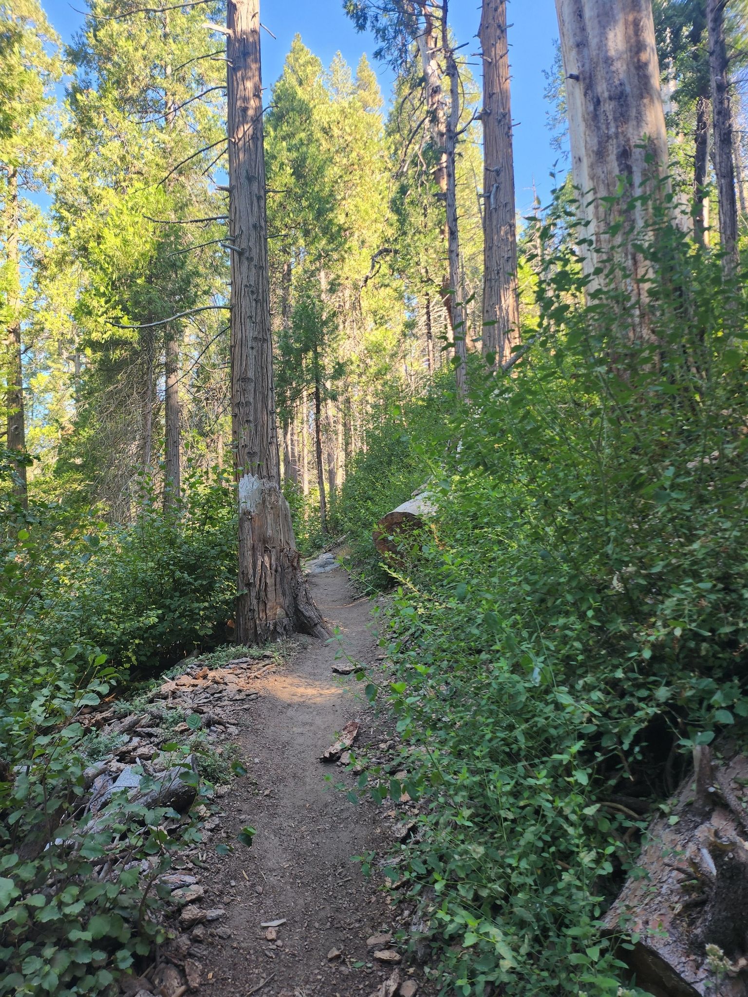 A narrow dirt path winds through a sun-drenched forest with tall trees. - Lewis Creek National Recreation Trail