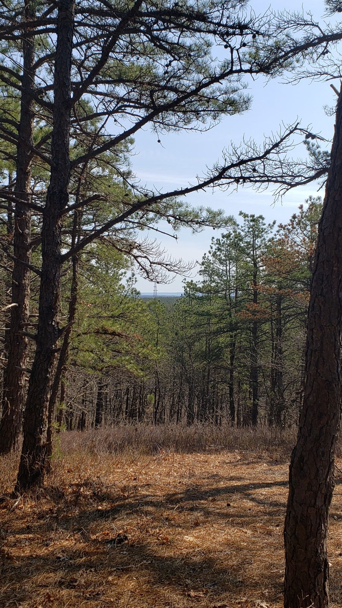 Forest clearing with tall pine trees and distant woods under a clear sky. - Bald Hill Paumanok Path Trail