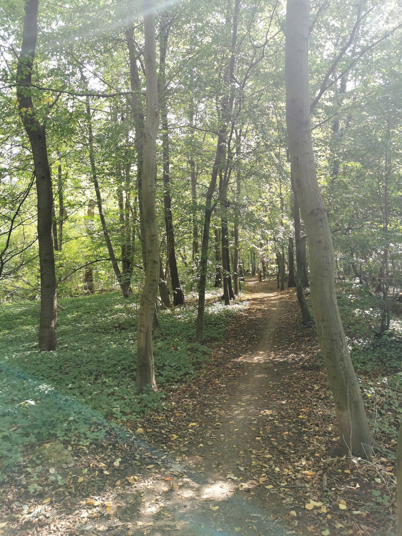 Einfahrt in die Hildener Heide