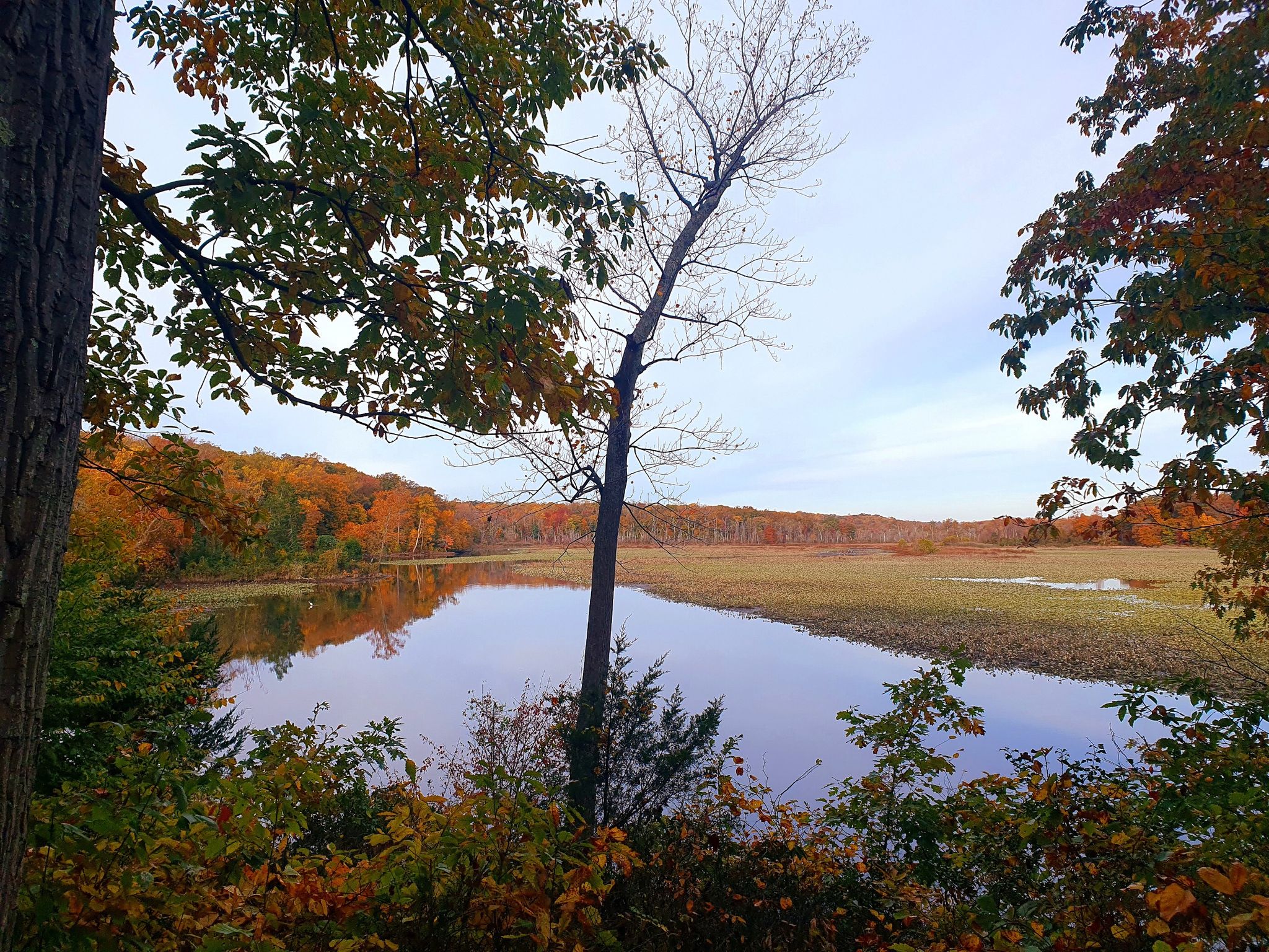 Autumn trees frame a calm lake with marshland under an overcast sky. - Pohick Bay Regional Park Red Trail