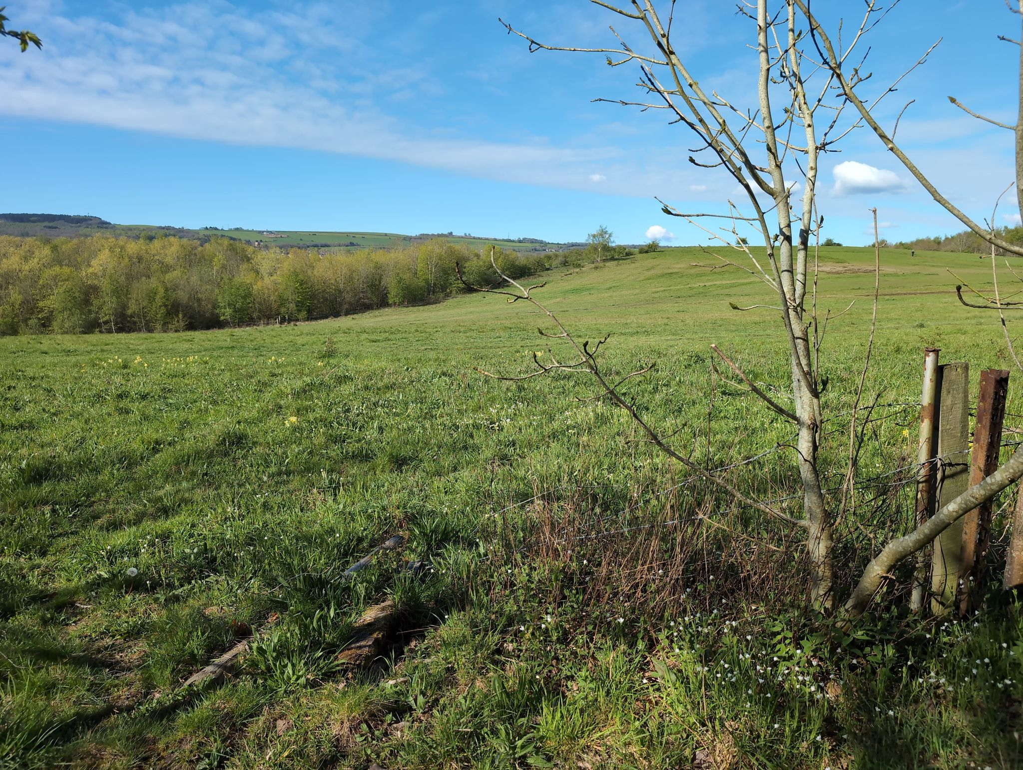 Westwood Country Park 