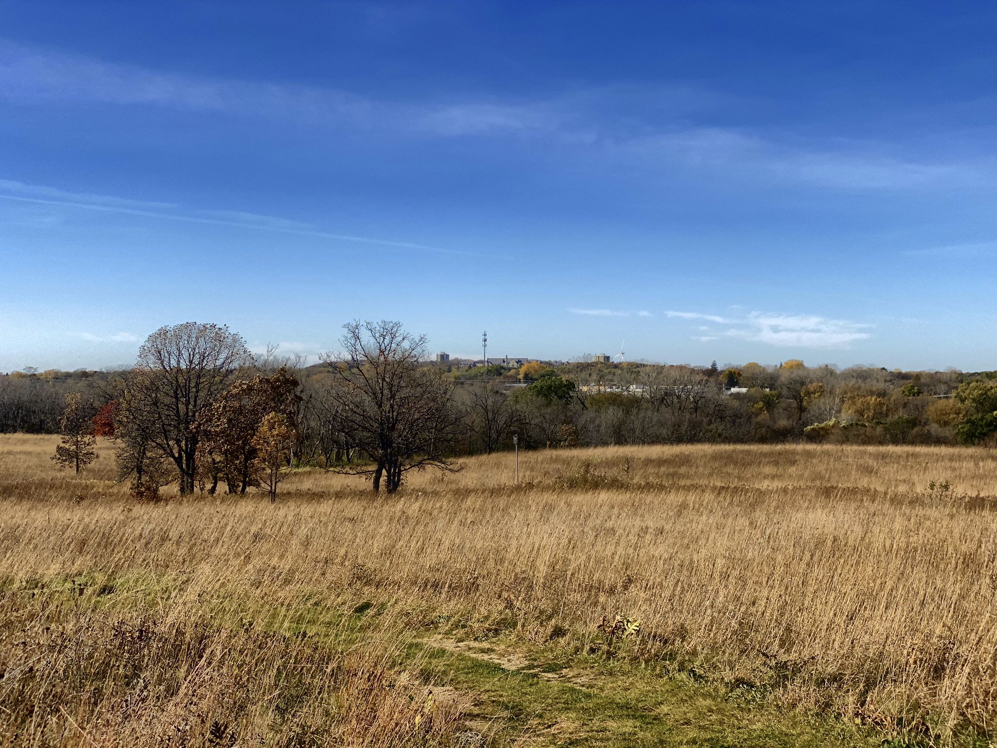 Expansive golden field with distant trees under a bright blue sky. - Carleton Arboretum Loop