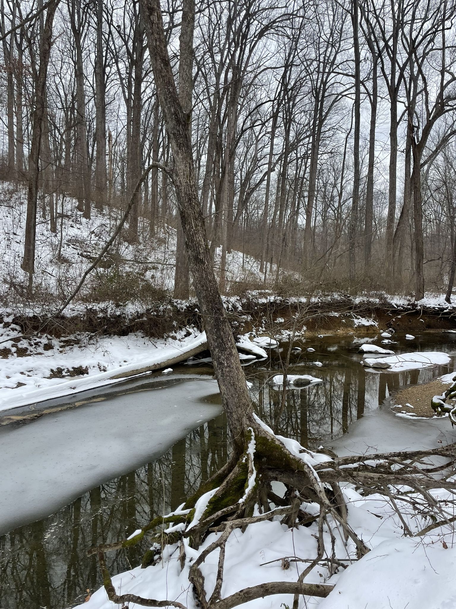 Partially frozen stream with snow-covered banks and bare trees on a winter day. - Locust Grove Nature Center – Cabin John Regional Park loop from Westfield Montgomery Mall