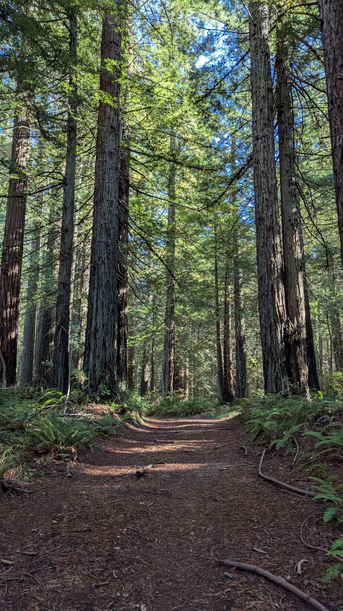 A sun-dappled forest path winds through a dense grove of towering redwood trees. - Randall Trail loop from Randall Trailhead
