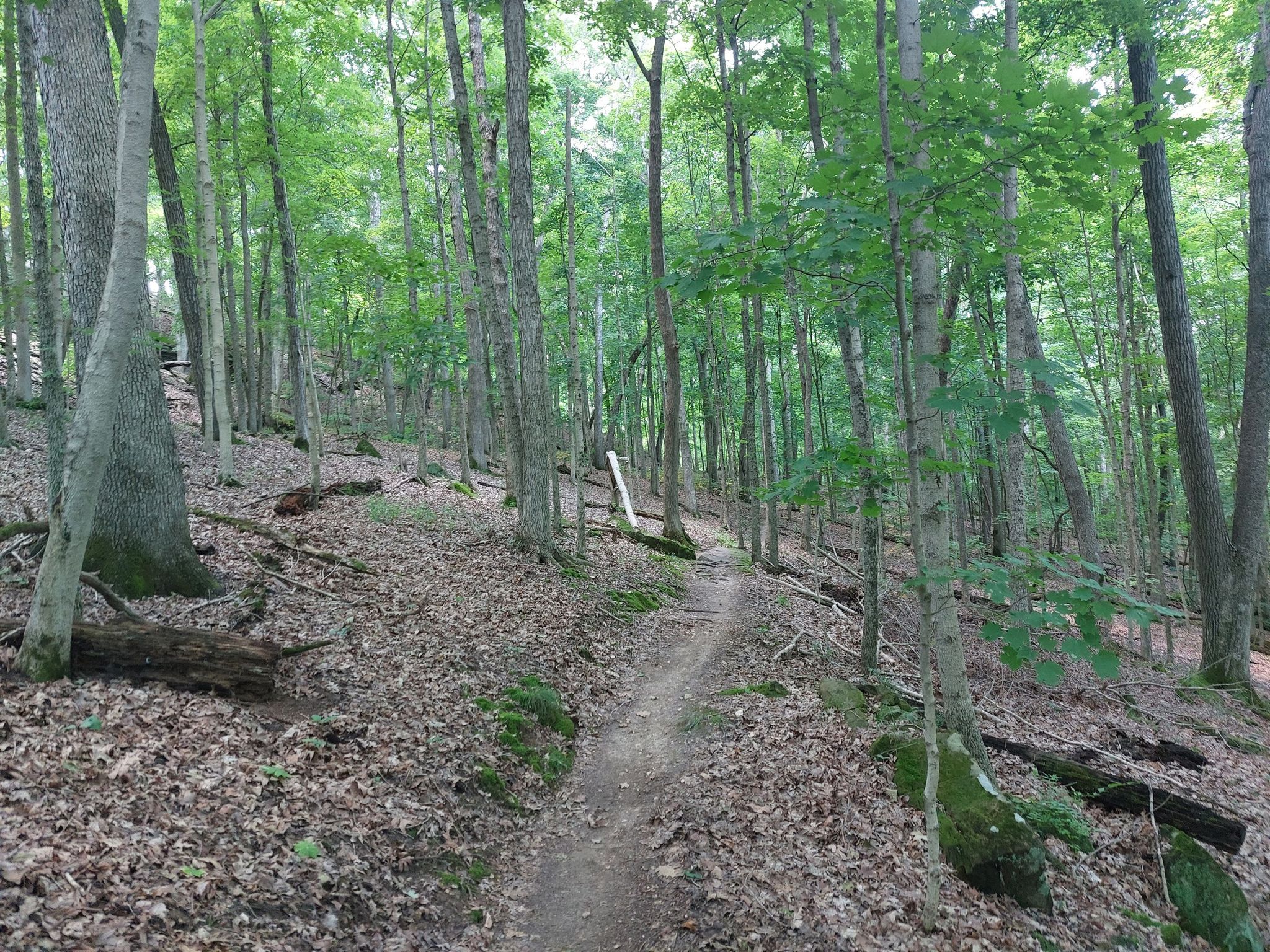 A dirt path winds through a dense, green, leafy forest on an overcast day. - Rock Hollow Trail – Zombie Trail loop from Glencoe