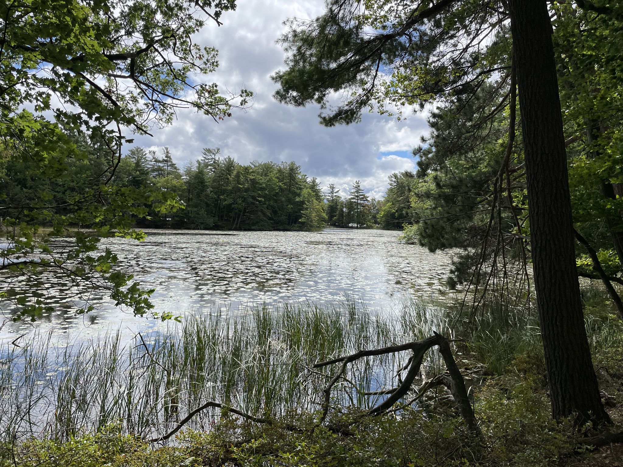 Lake covered in lily pads, surrounded by green trees under cloudy sky. - Lighthouse Trail