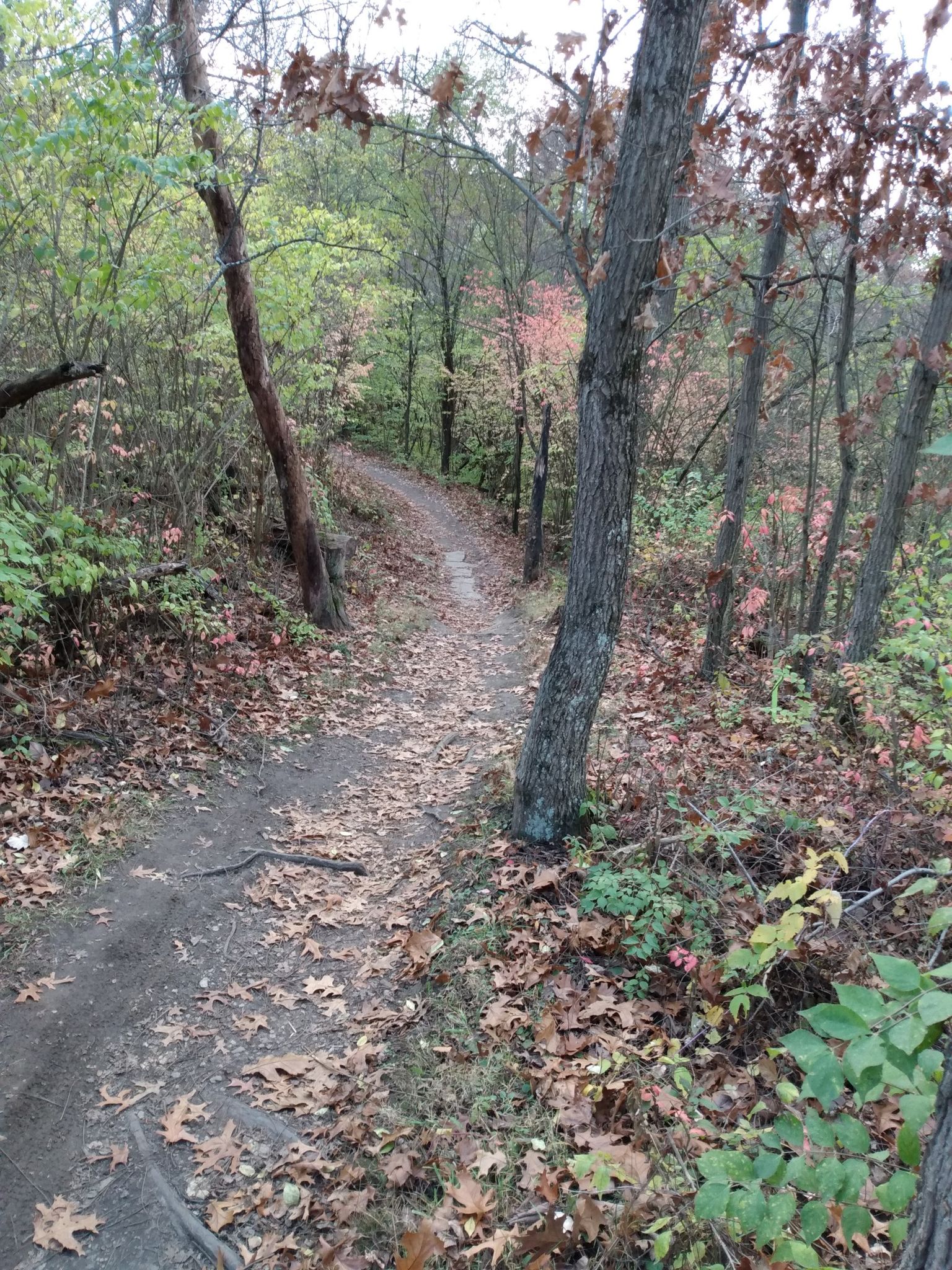 Winding dirt path through a forest with sparse autumn foliage. - Saganashkee Slough – Stonehouse loop from Palos Township