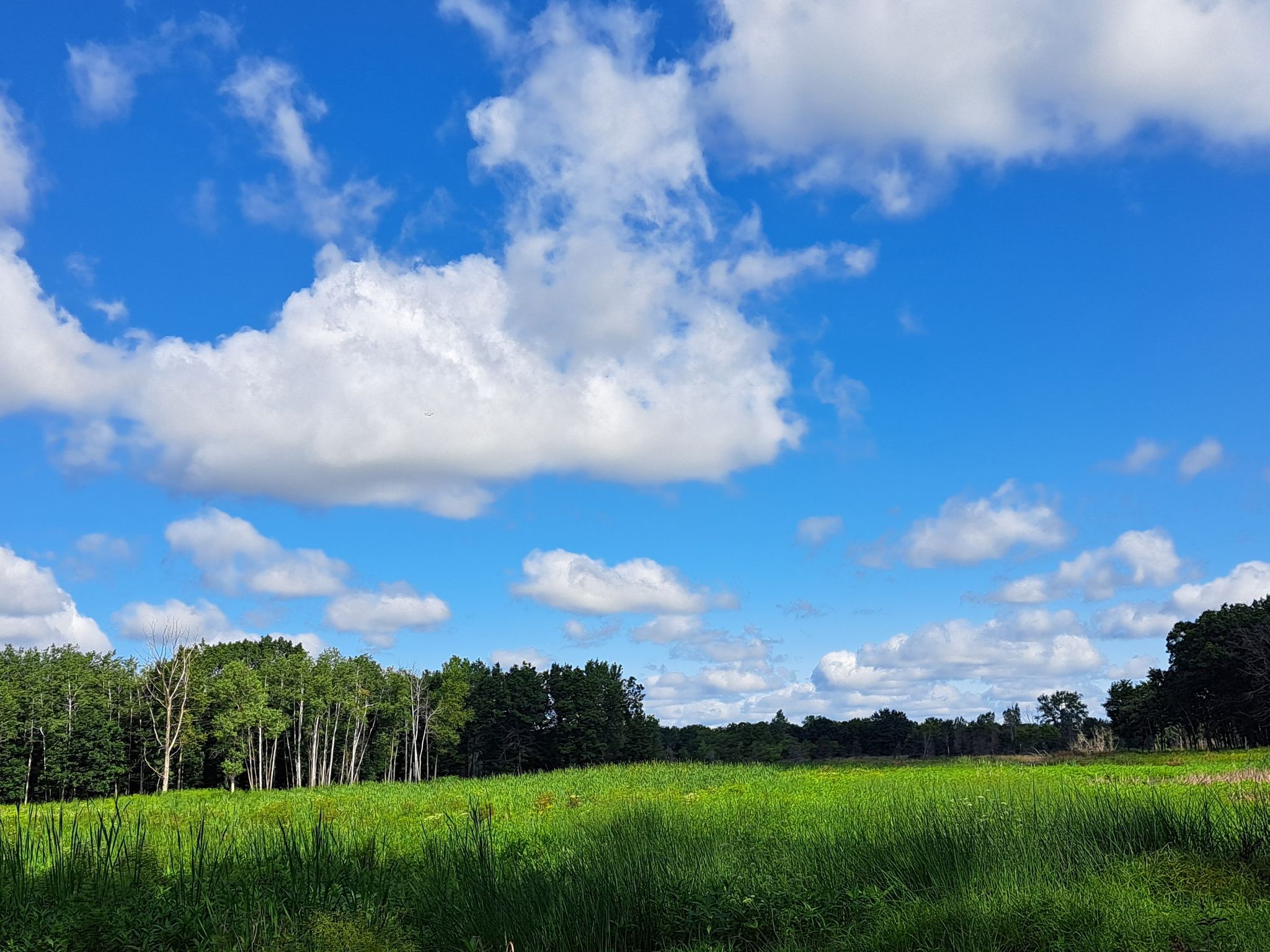 Bright green field under a blue sky with fluffy white clouds. - Rubber Duck Pond loop from Lake Villa