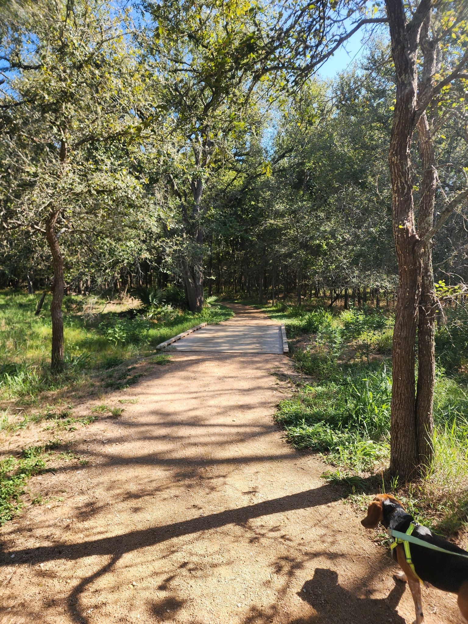 Shaded dirt path with a dog leading to a wooden bridge in a forest. - San Marcos River, Mesquite Flats, and Ottine Swamp Trails